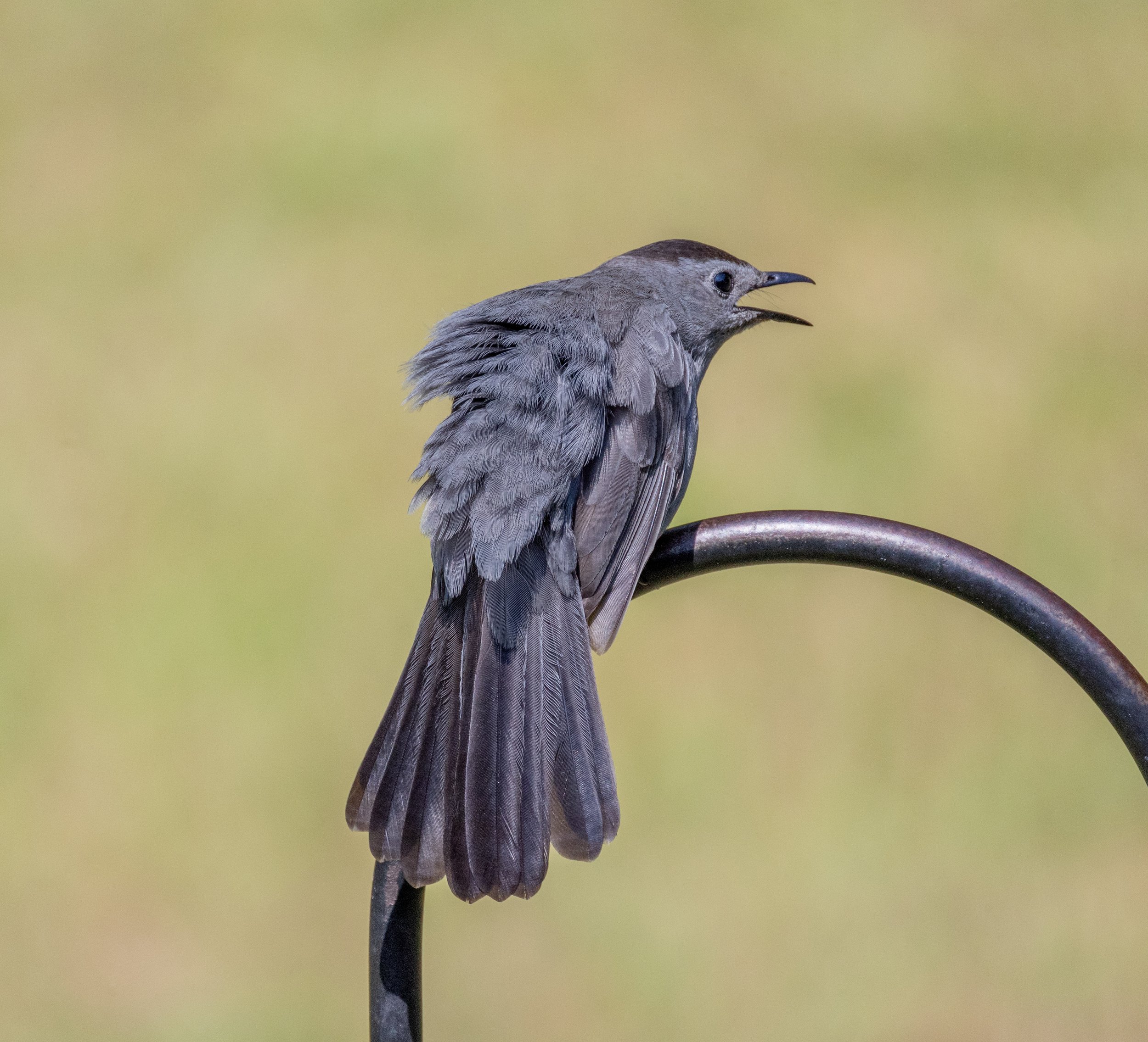 Grey Catbird 17Jun2024-3.jpg