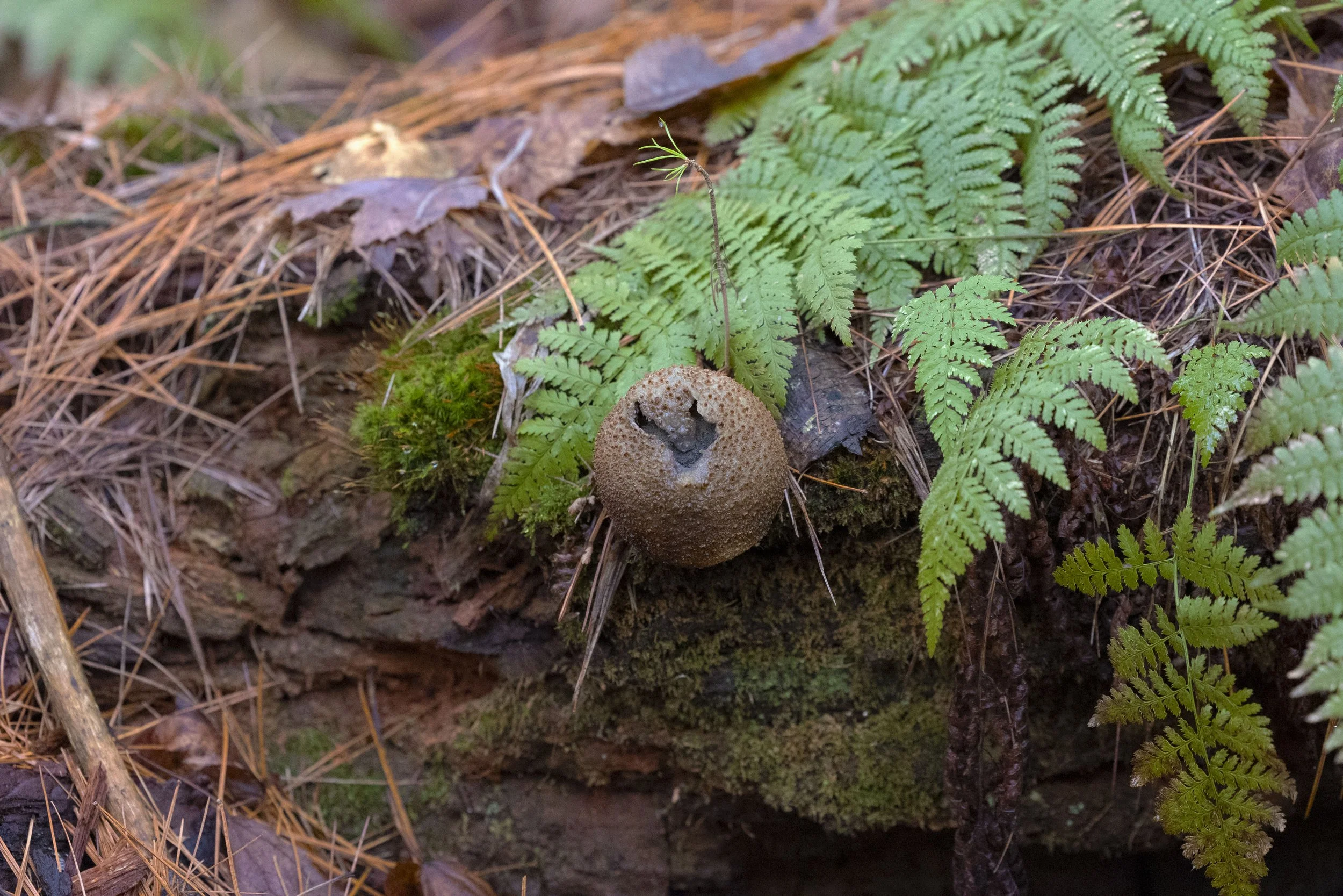 Common Earthball (Scleroderma Citrinum)