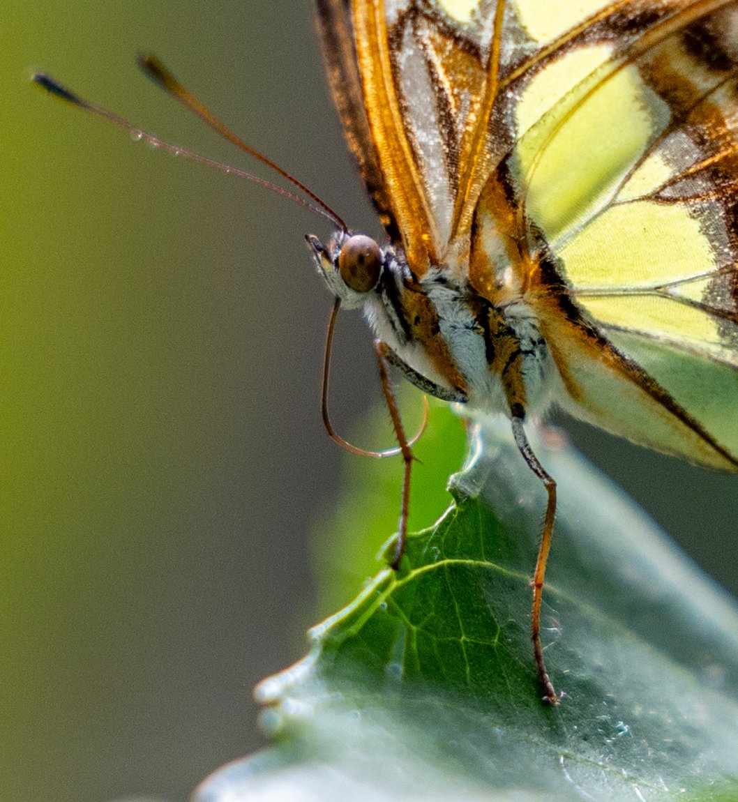 The Butterfly Place 15Jun2024-184.jpg