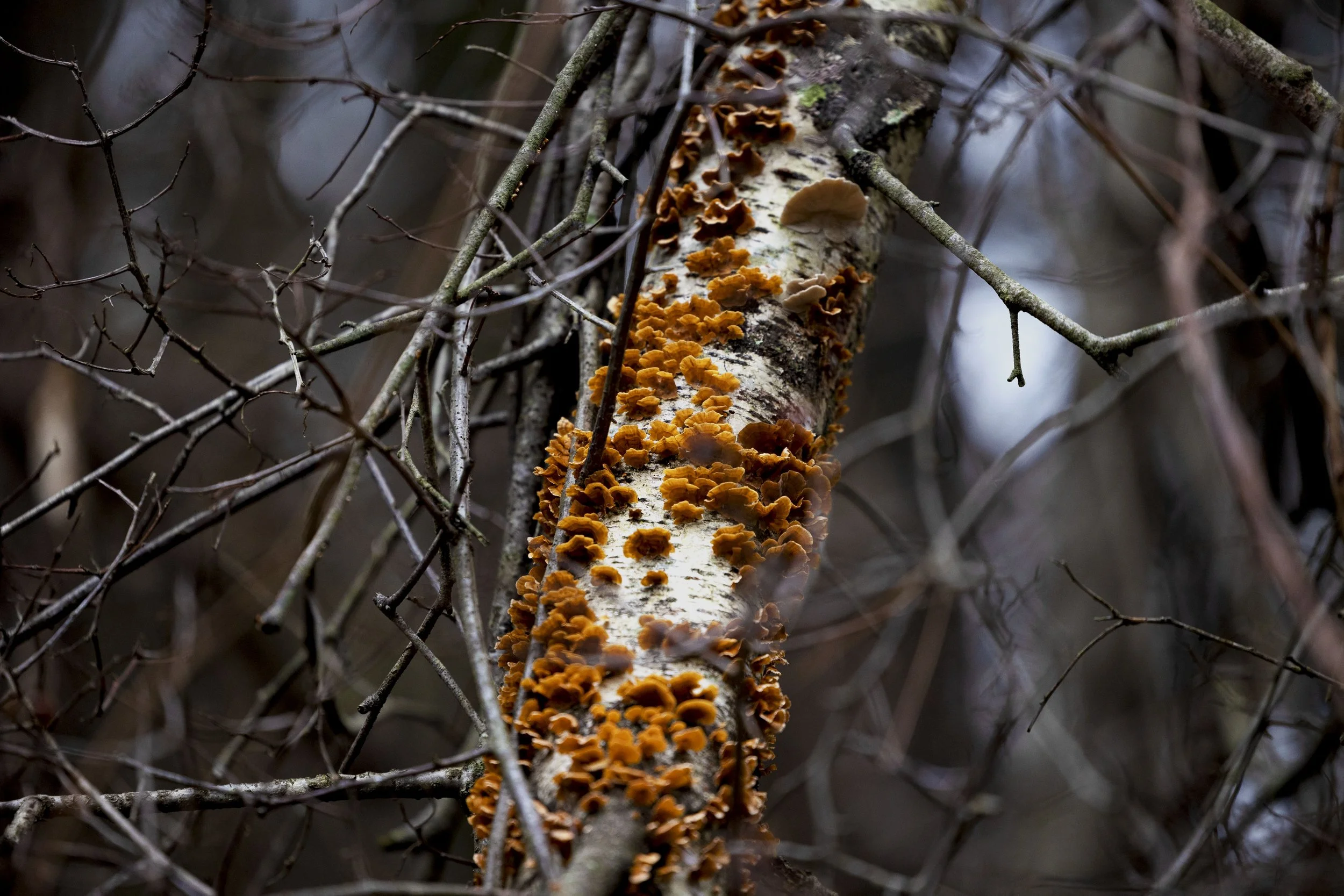 Crowded Parchment (Stereum Complicatum)