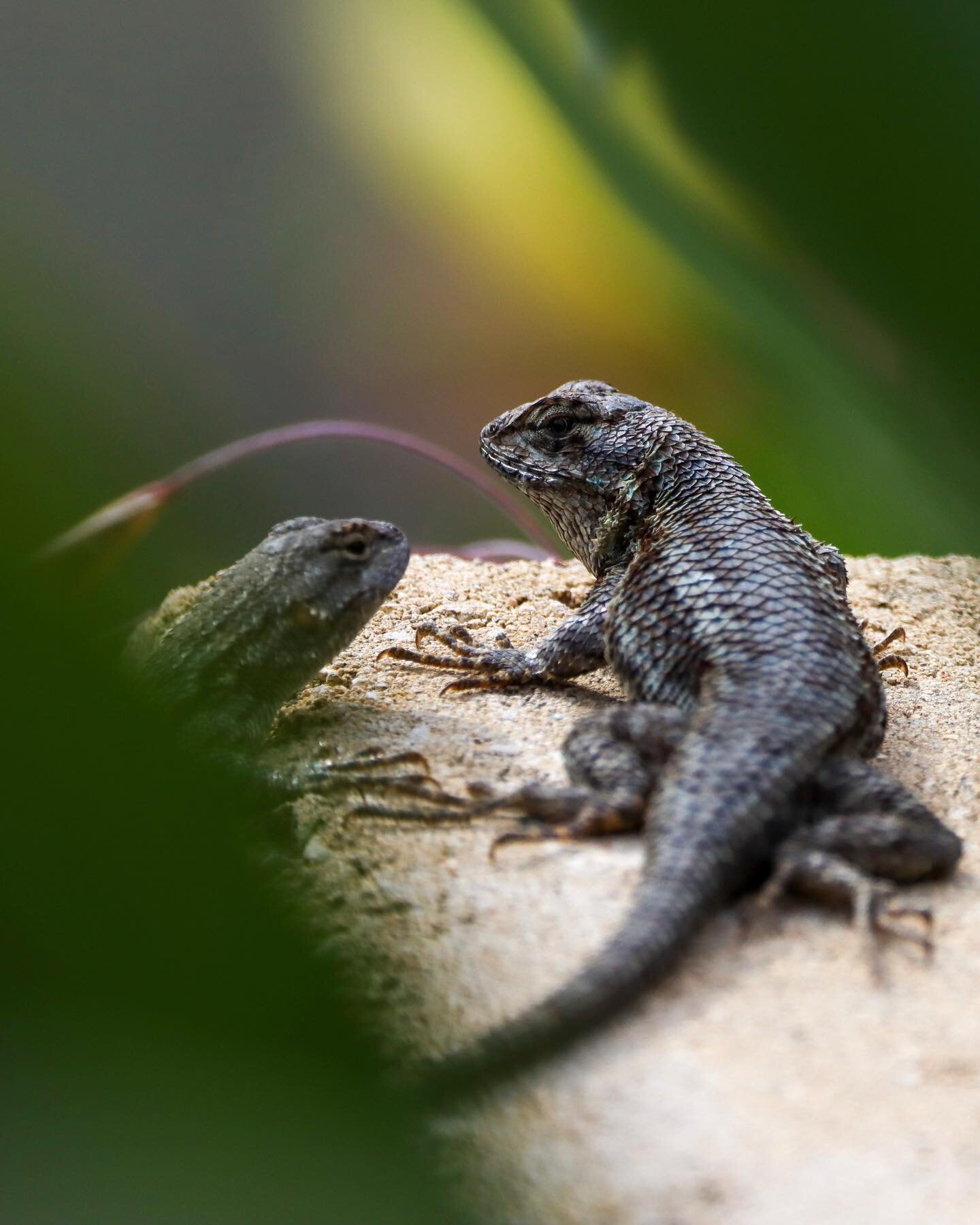 Two Western Fence Lizards spotted through the grass - I am so happy with the composure in this photograph!!! #lizard #outdoors #lighting #focus