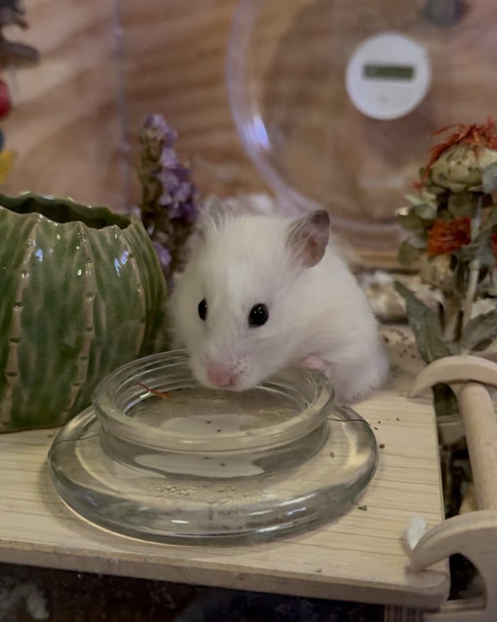 Our sweet hamster Alaska passed away last night. It was really a joy to get to take care of her and see her every day. She made us so happy and even became an unlikely inspiration for my work- Tate and I went nuts when we saw her picture pop up on Ne