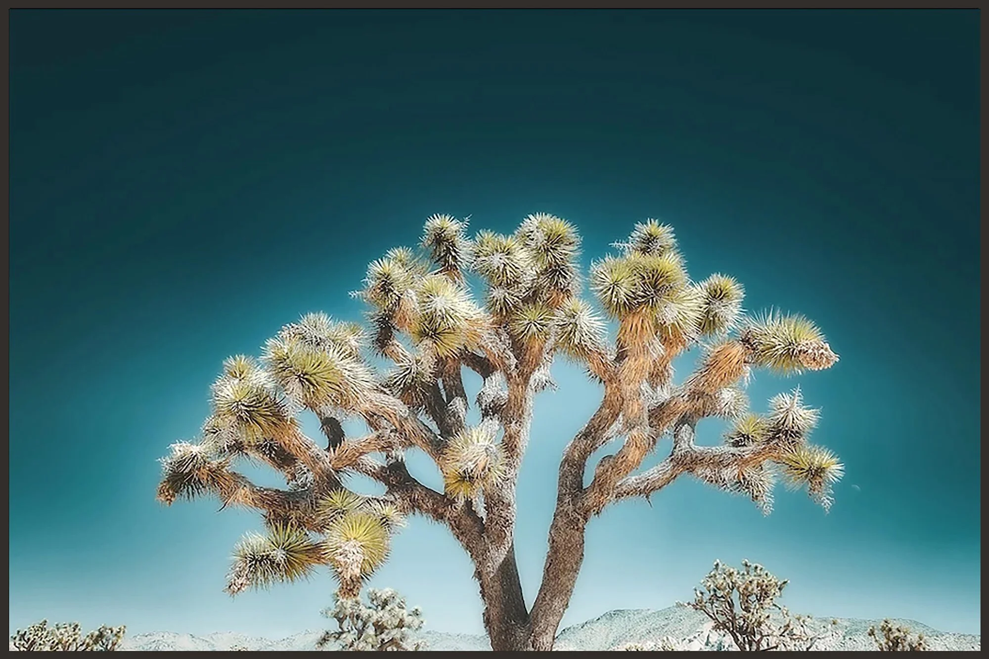 Joshua Tree Photograph