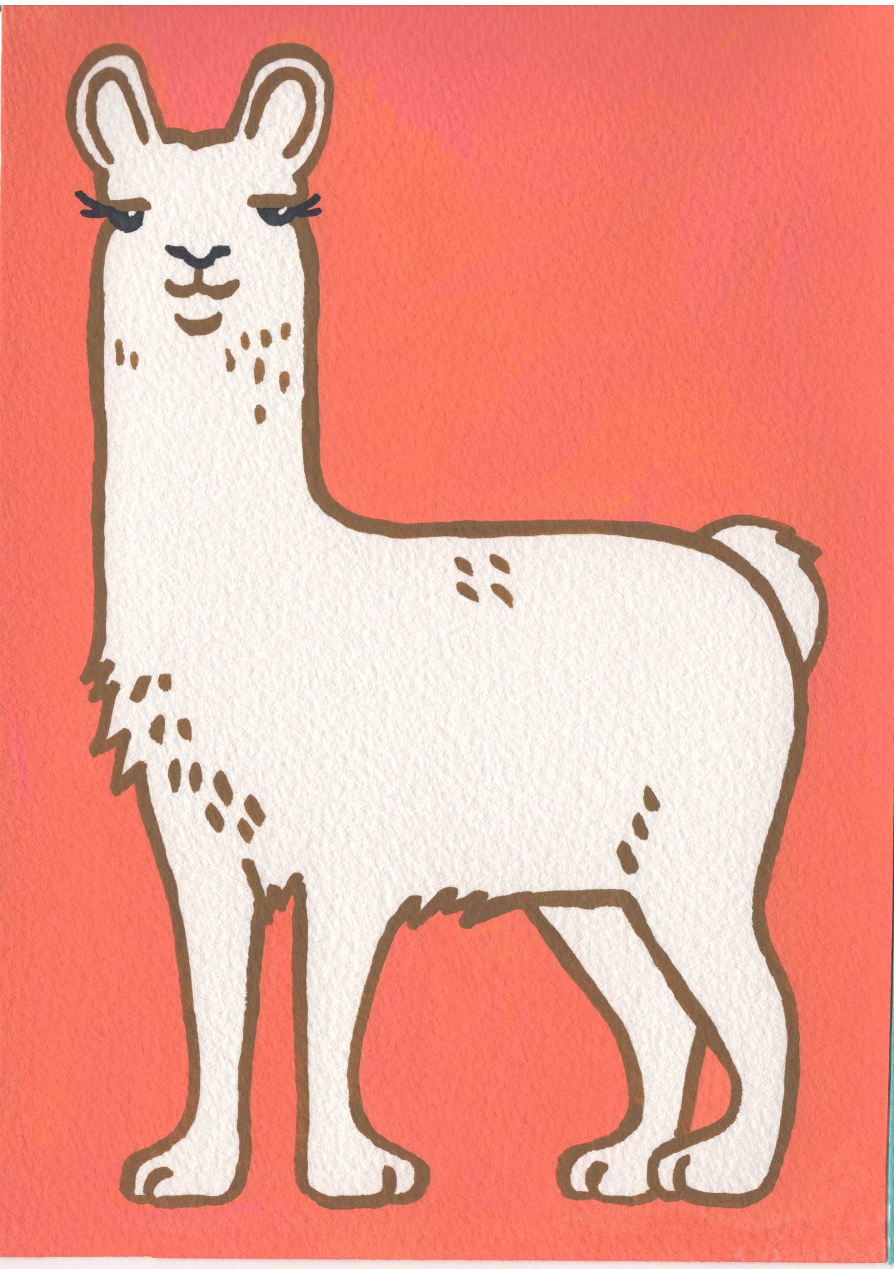 Llama.jpg