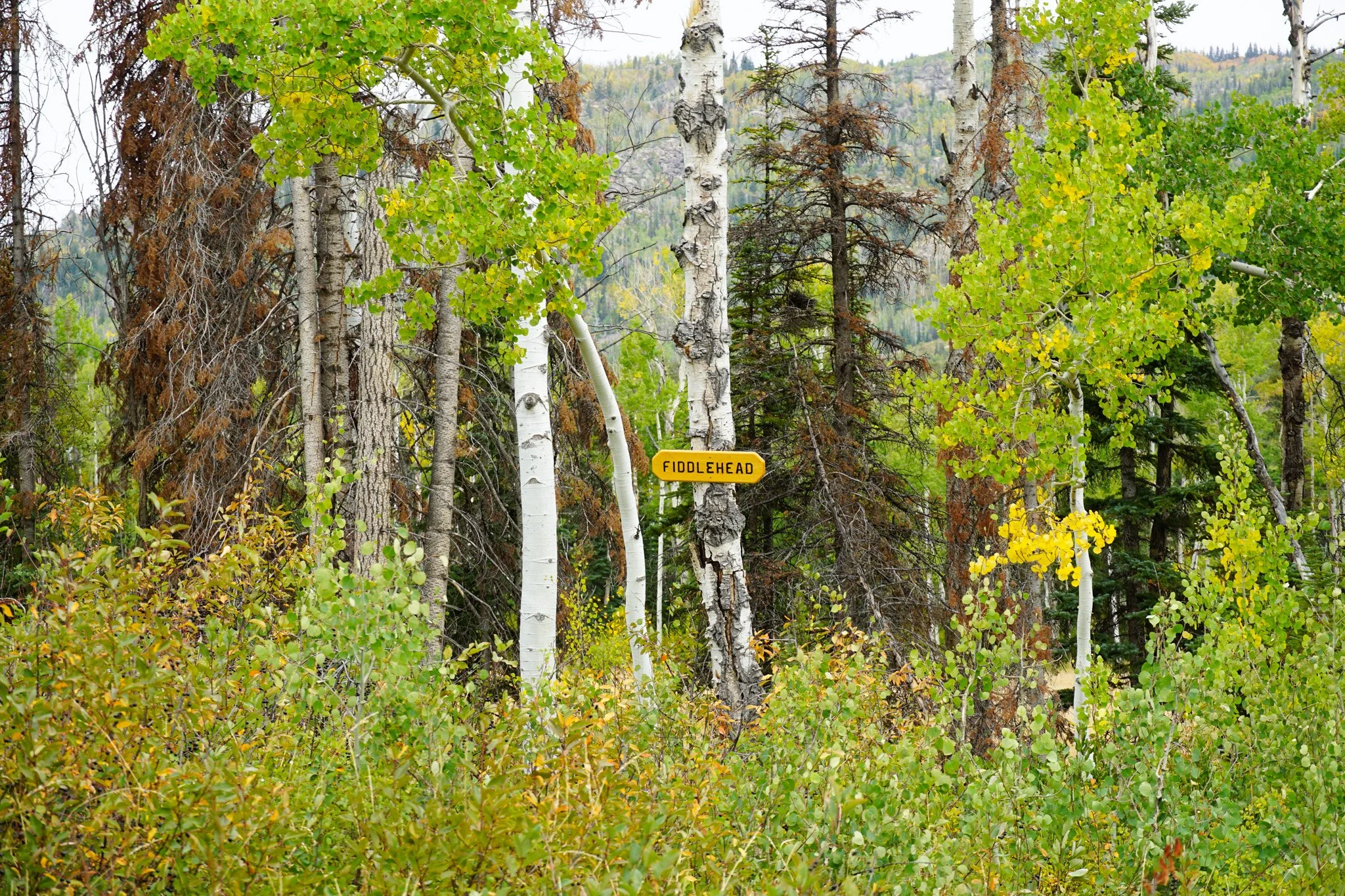 FiddleheadDSC07599-2.jpg