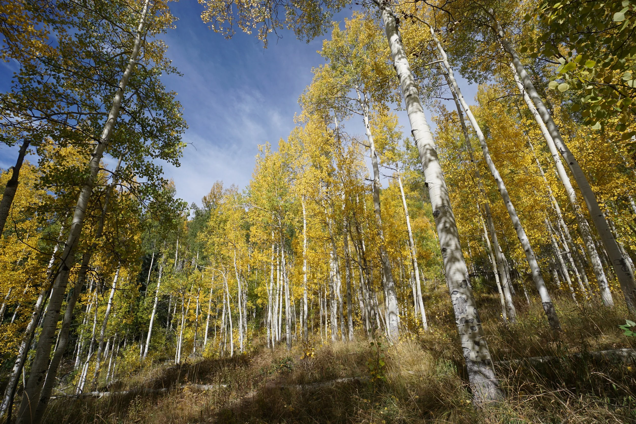 Eagle LakeDSC06948.JPG