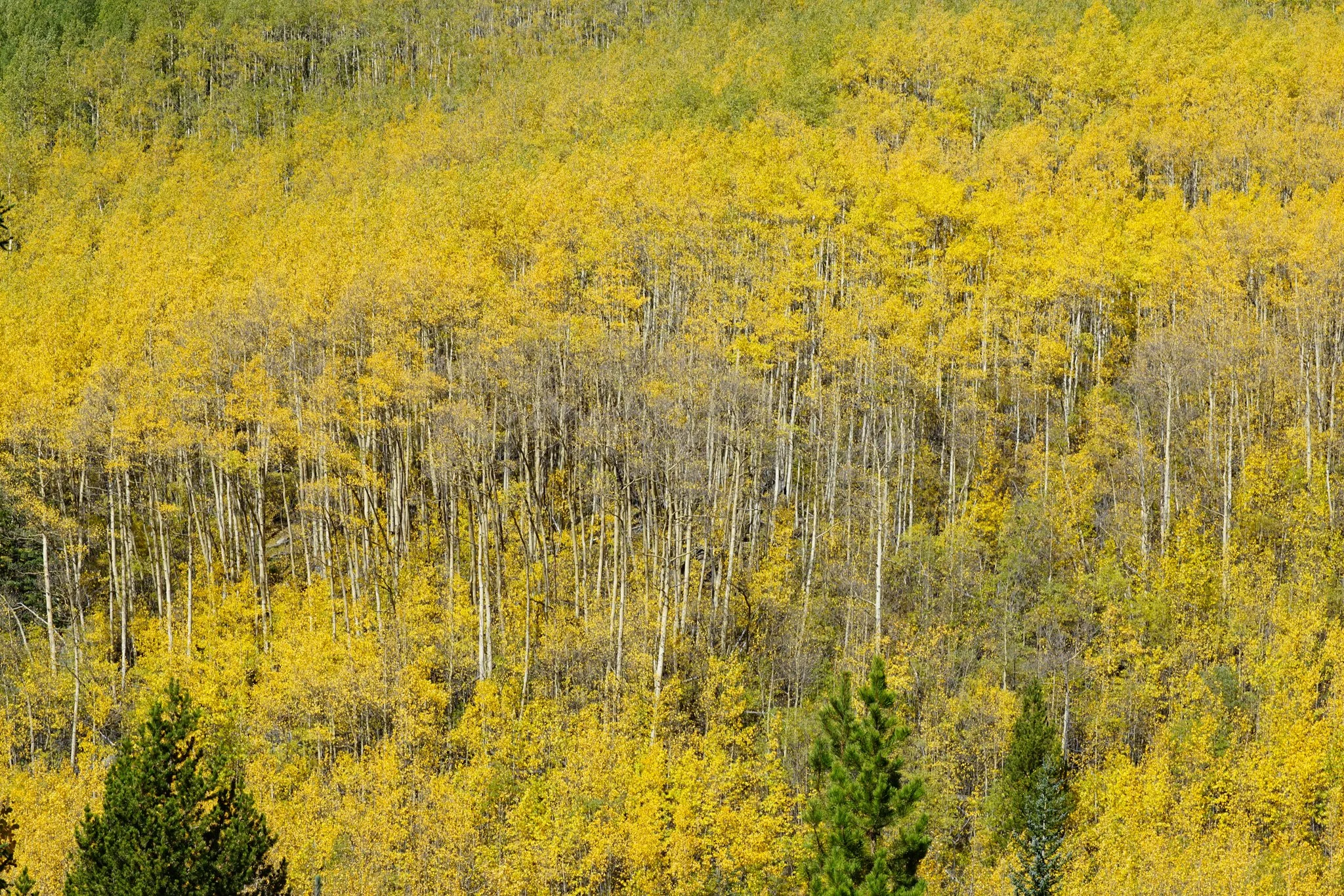 AbyssTrailDSC04851-2.jpg