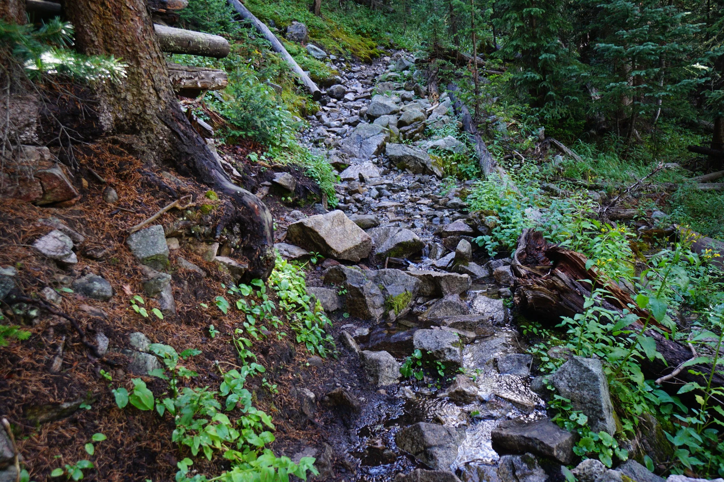 MillLakeDSC03865.JPG