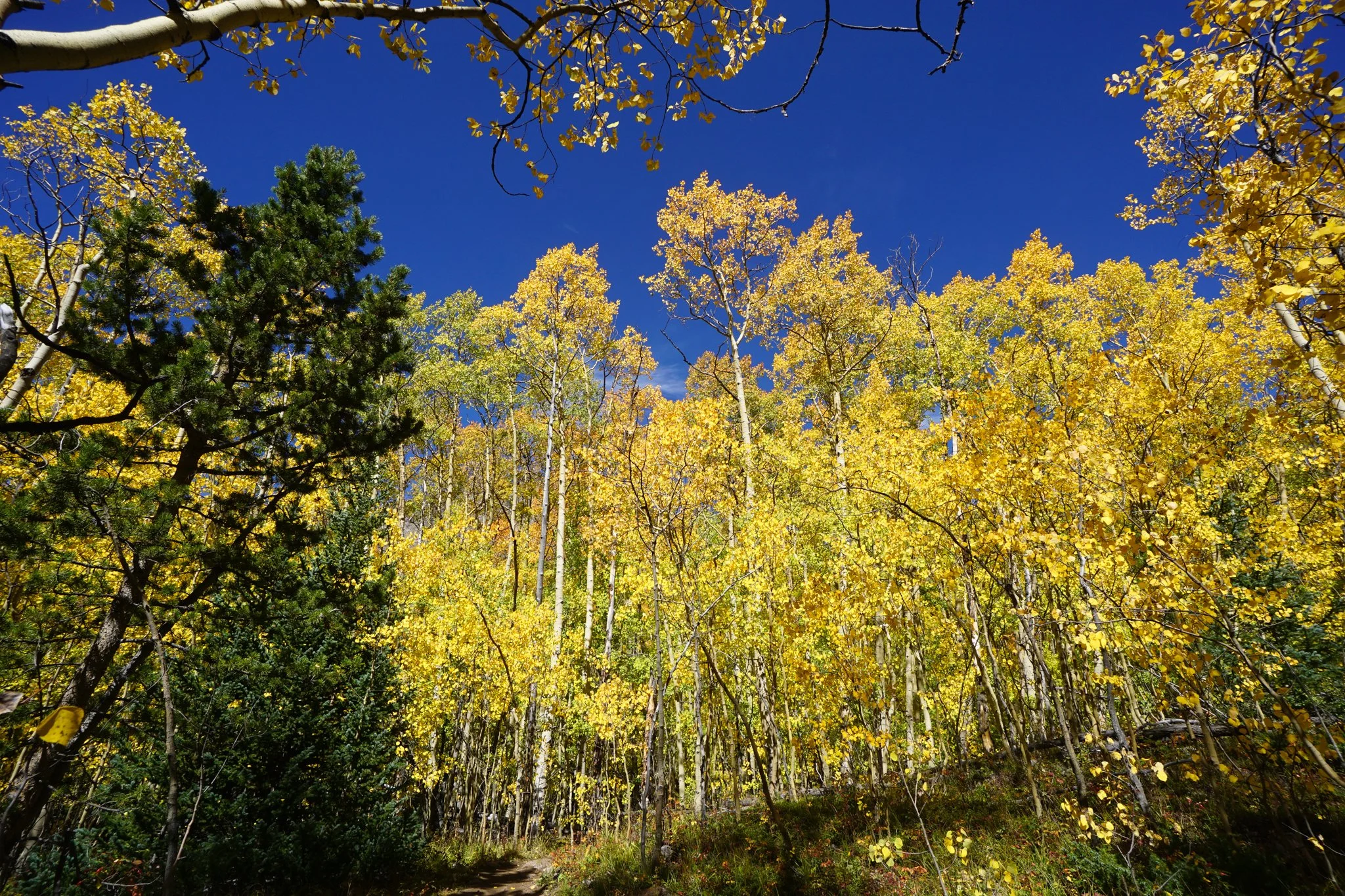 AbyssTrailDSC04880-2.jpg