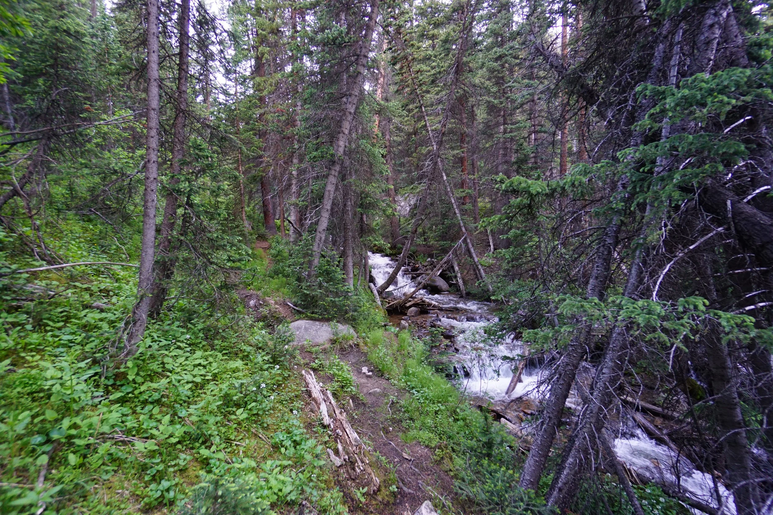 KearneyGulchDSC08390.JPG