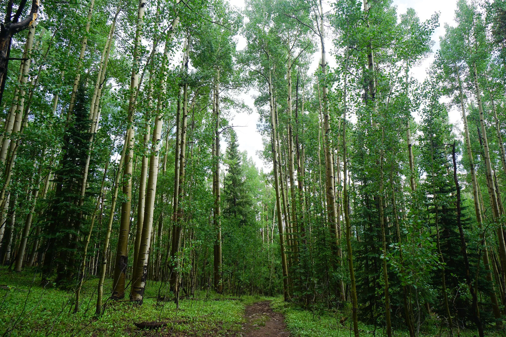 LamphierLakesDSC03836-2.jpg