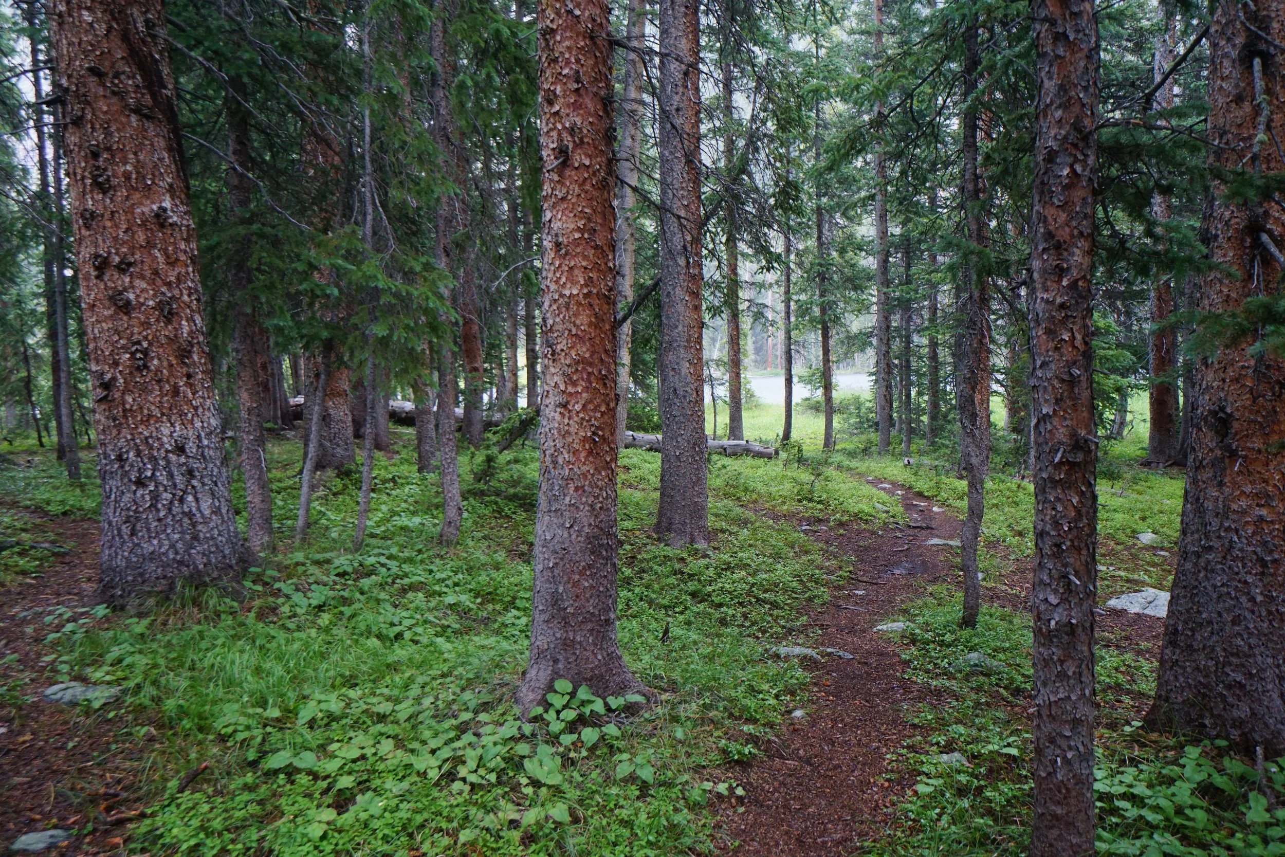 LamphierLakesDSC03709.JPG