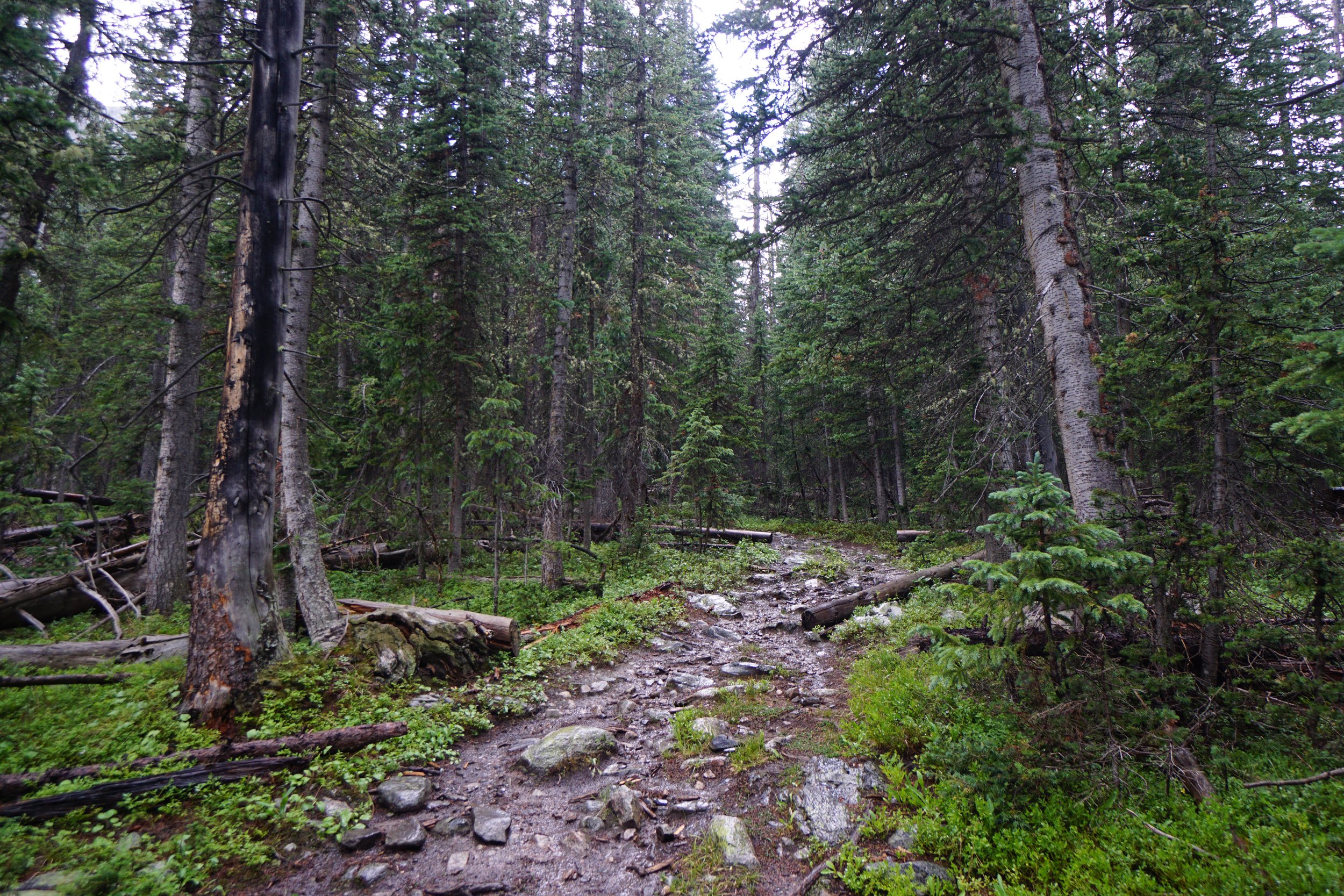 LamphierLakesDSC03718.JPG