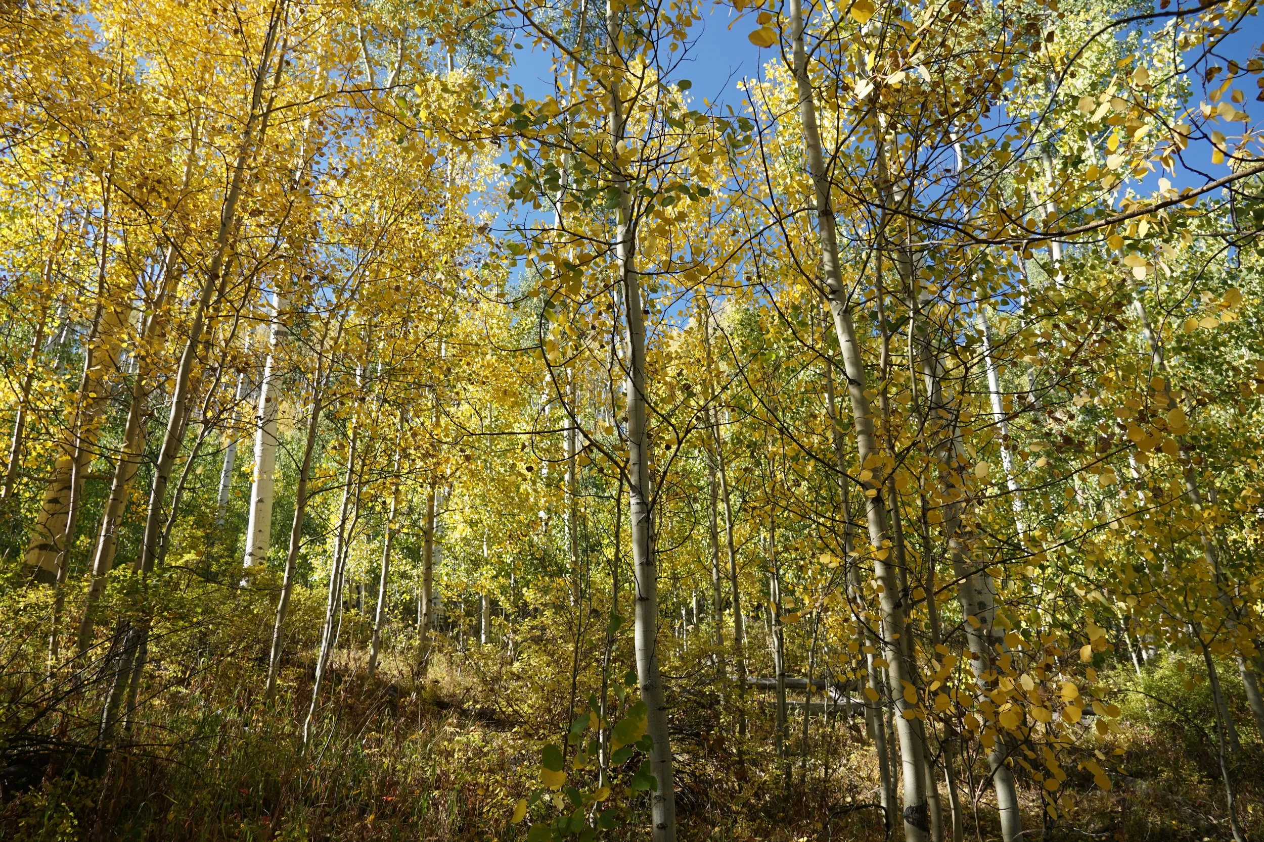 Eagle LakeDSC06623.JPG