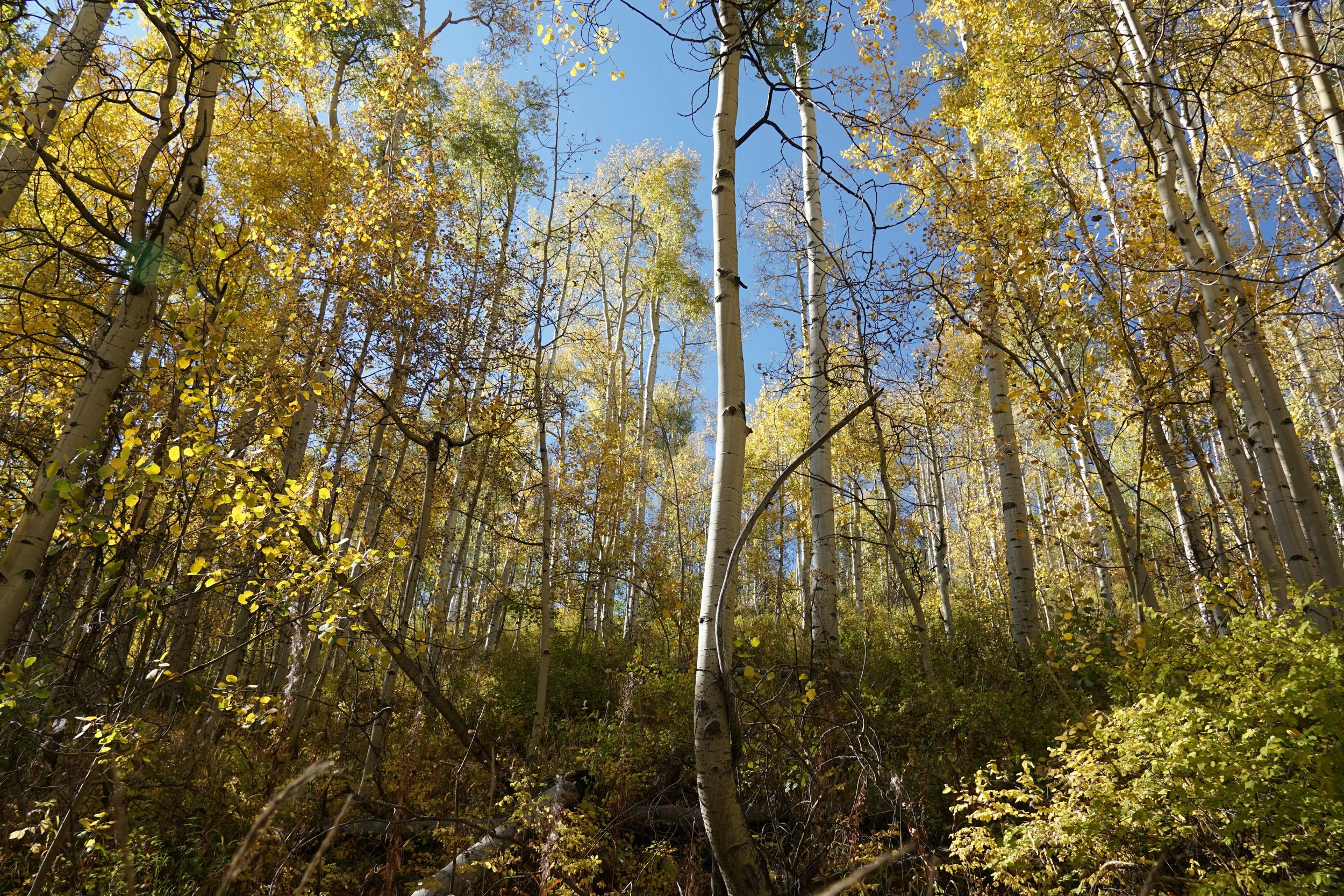 Eagle LakeDSC06611.JPG