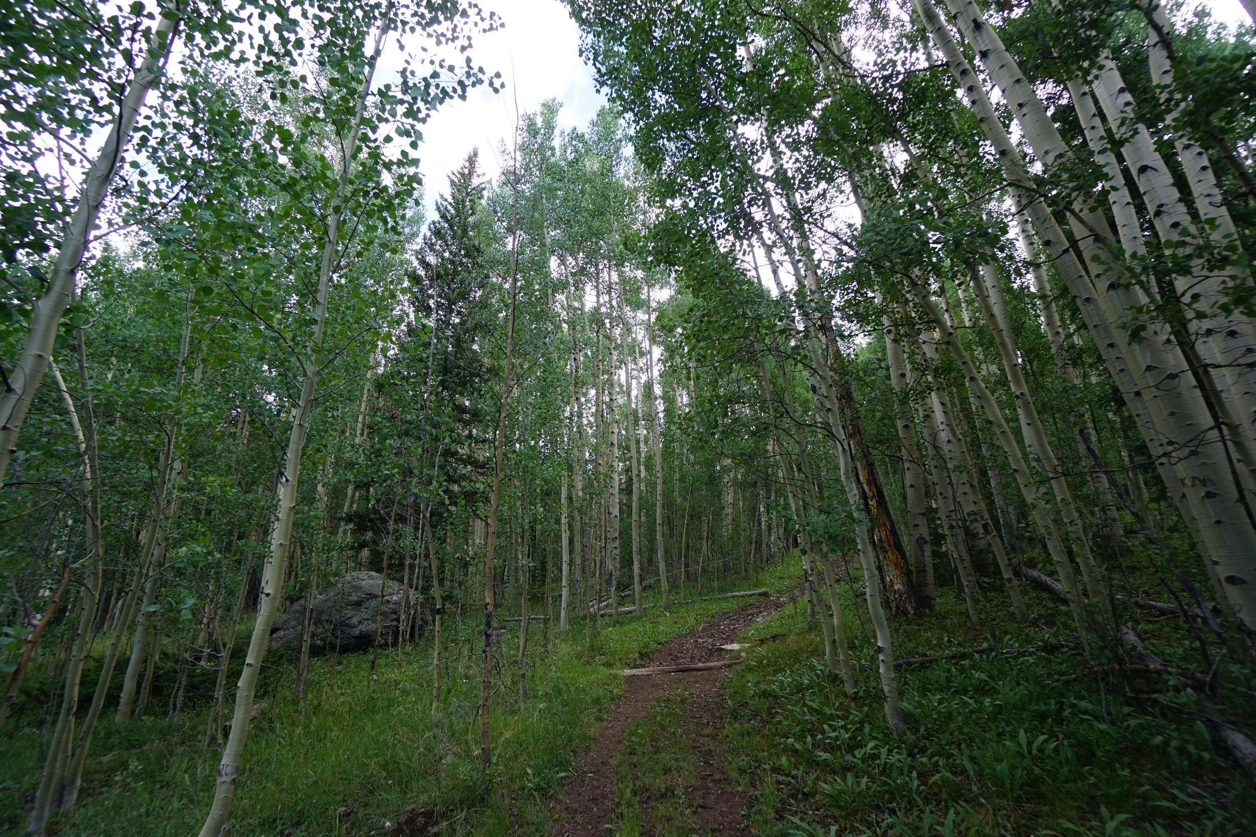 LamphierLakesDSC03693.JPG