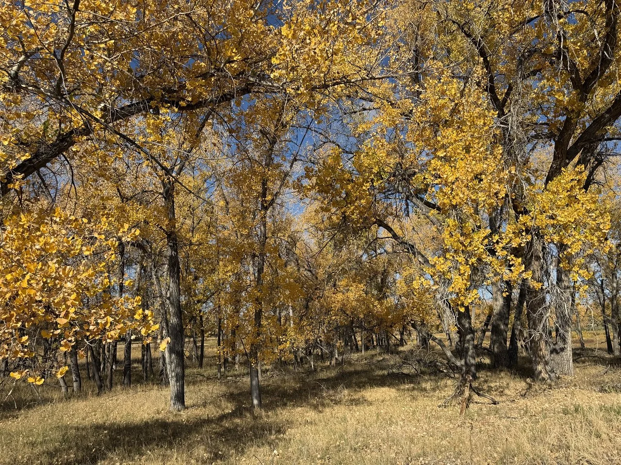IMG_8459-X2.jpg