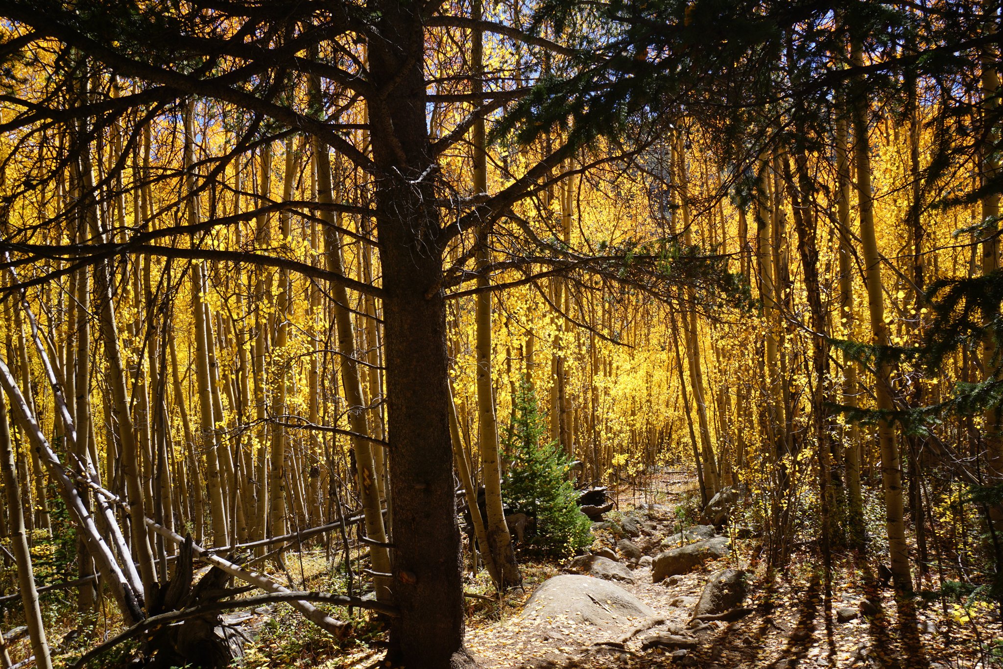 AbyssTrailDSC04899-2.jpg