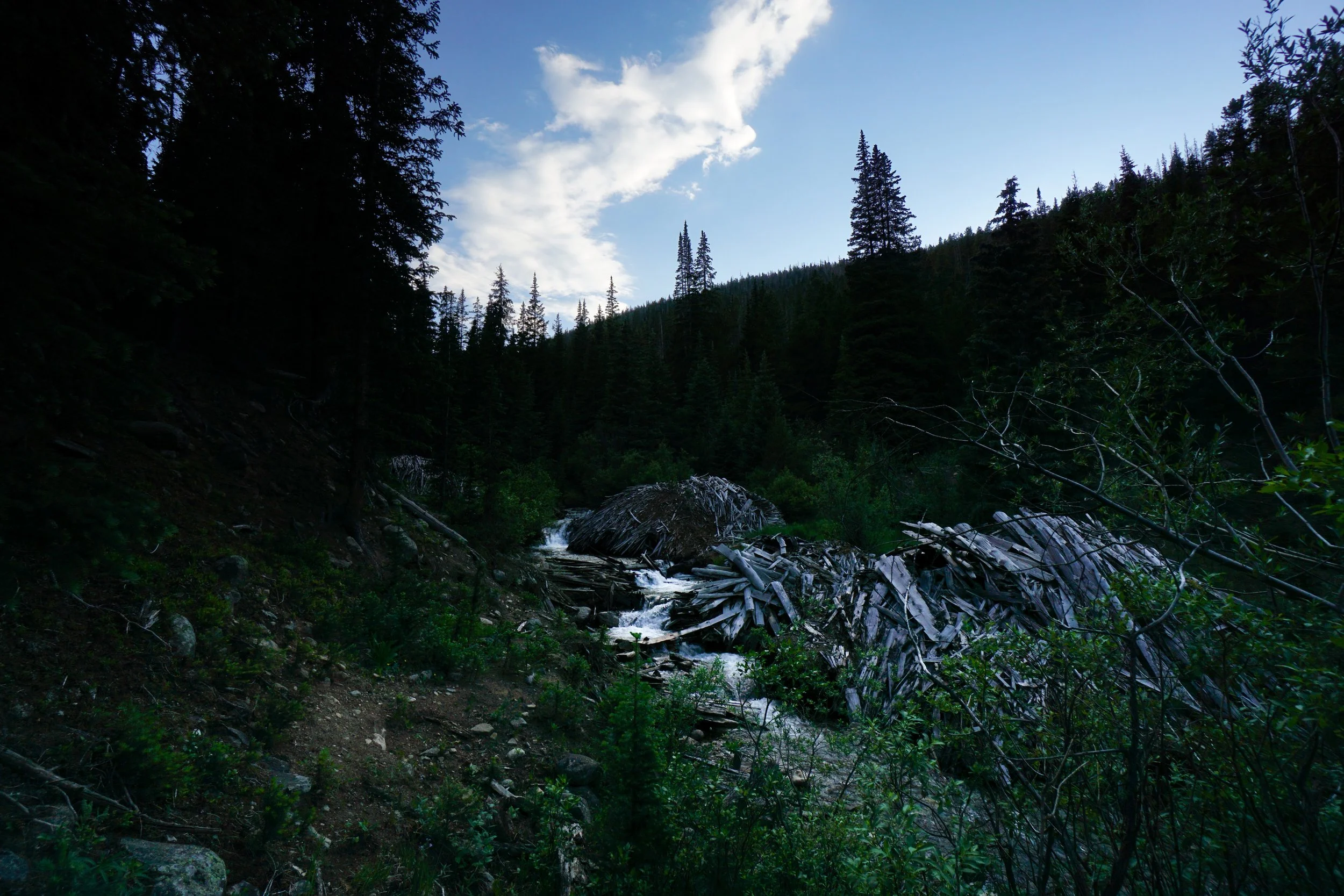 KearneyGulchDSC08419-2.jpg