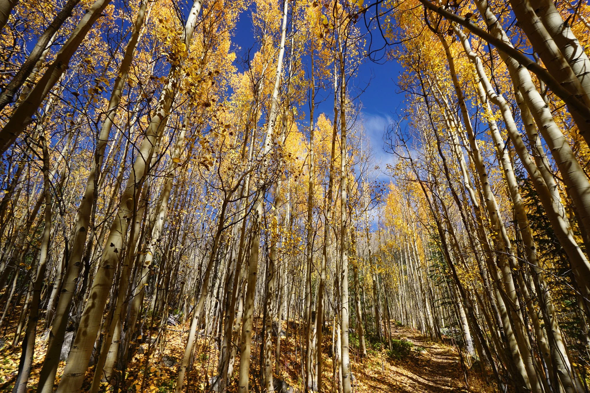 AbyssTrailDSC04903-2.jpg