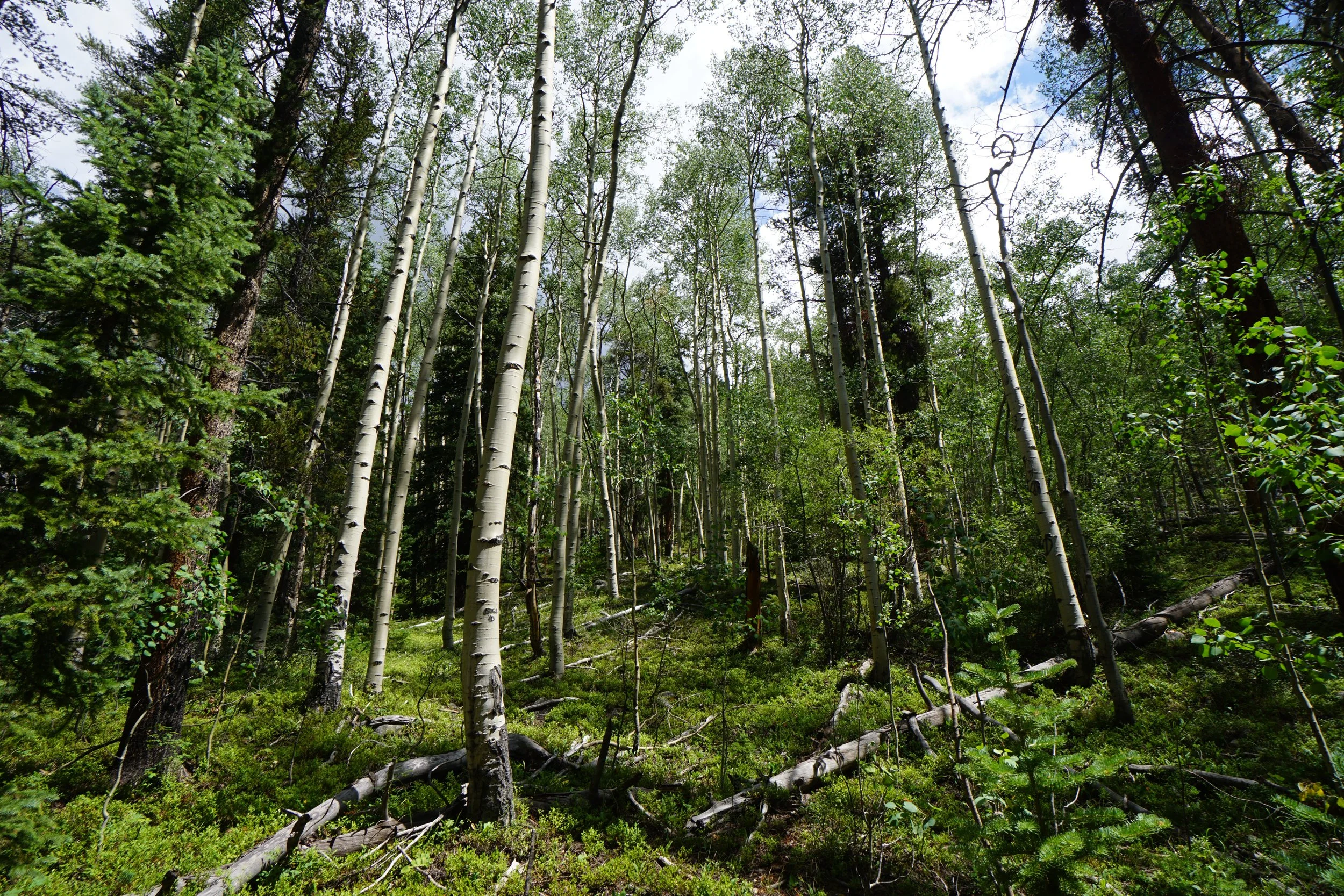 LamphierLakesDSC03686.JPG
