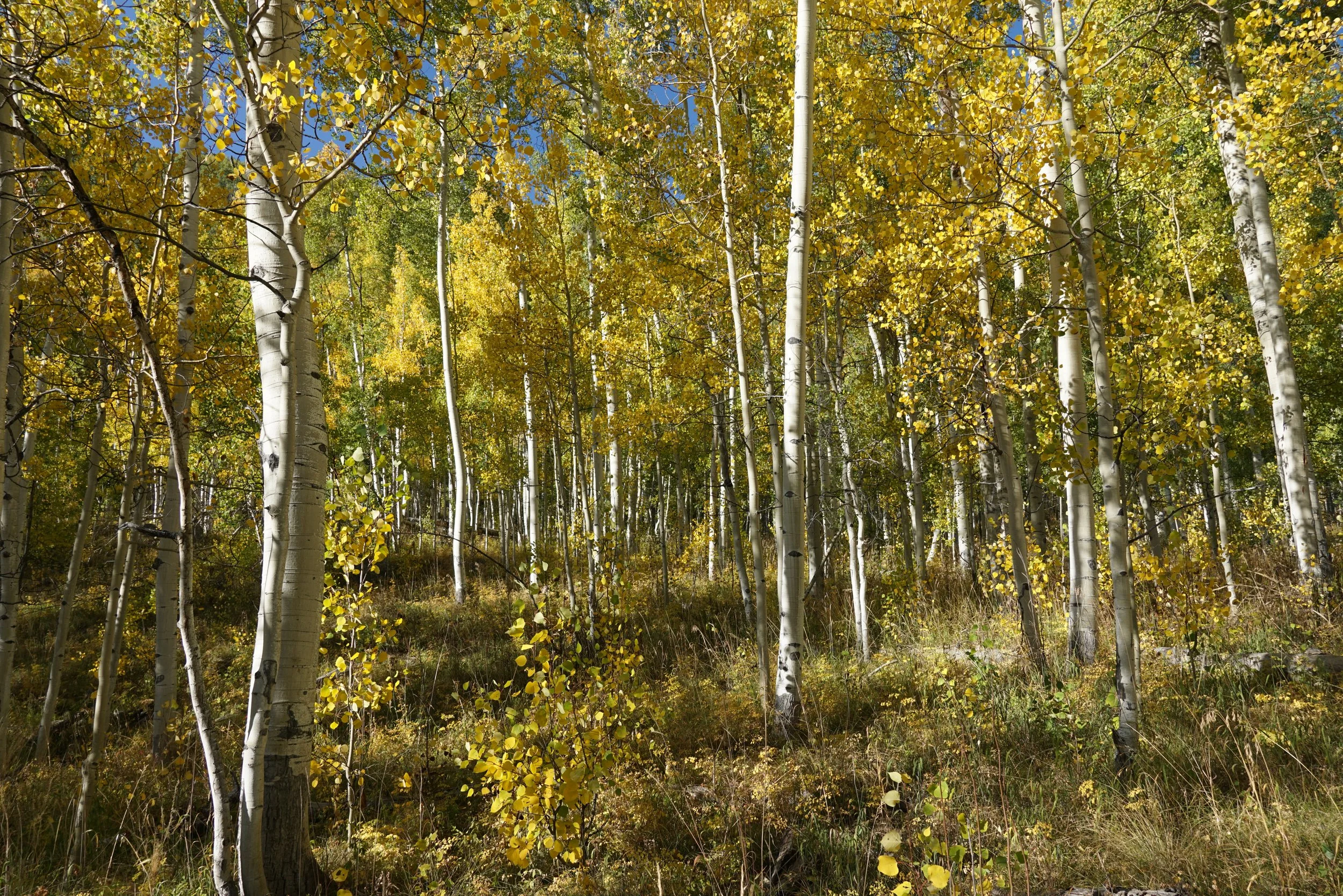 Eagle LakeDSC06686.JPG