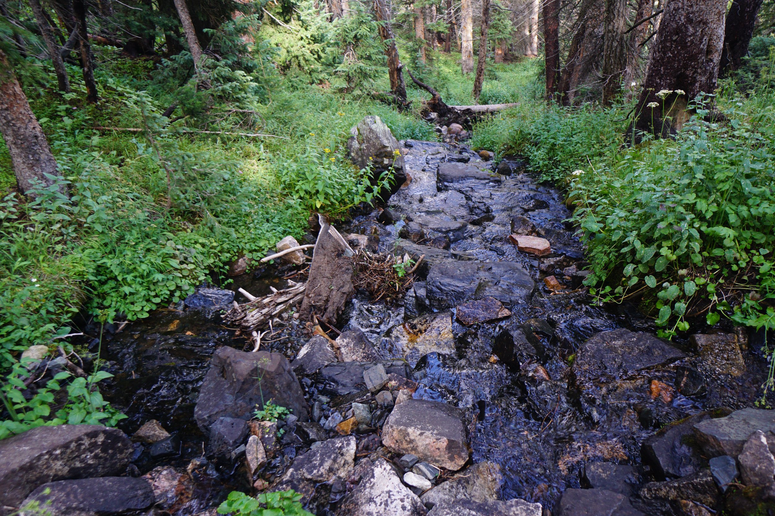 MillLakeDSC03873.JPG