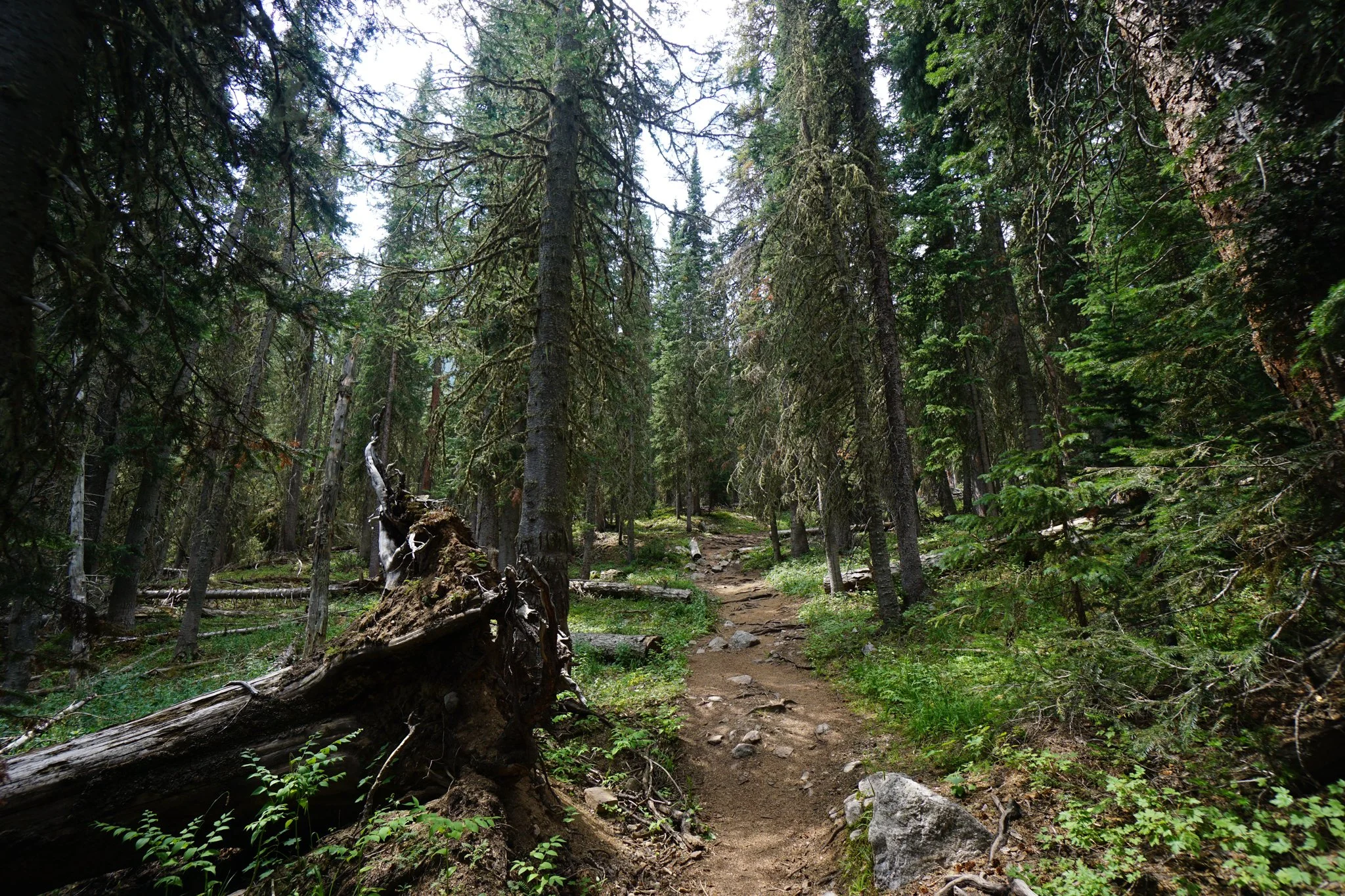 HeartLakeDSC03939-2.jpg
