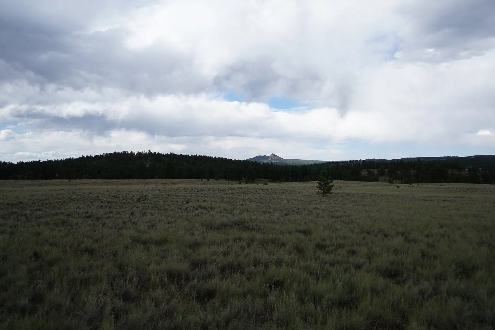 DSC06371-X3.jpg