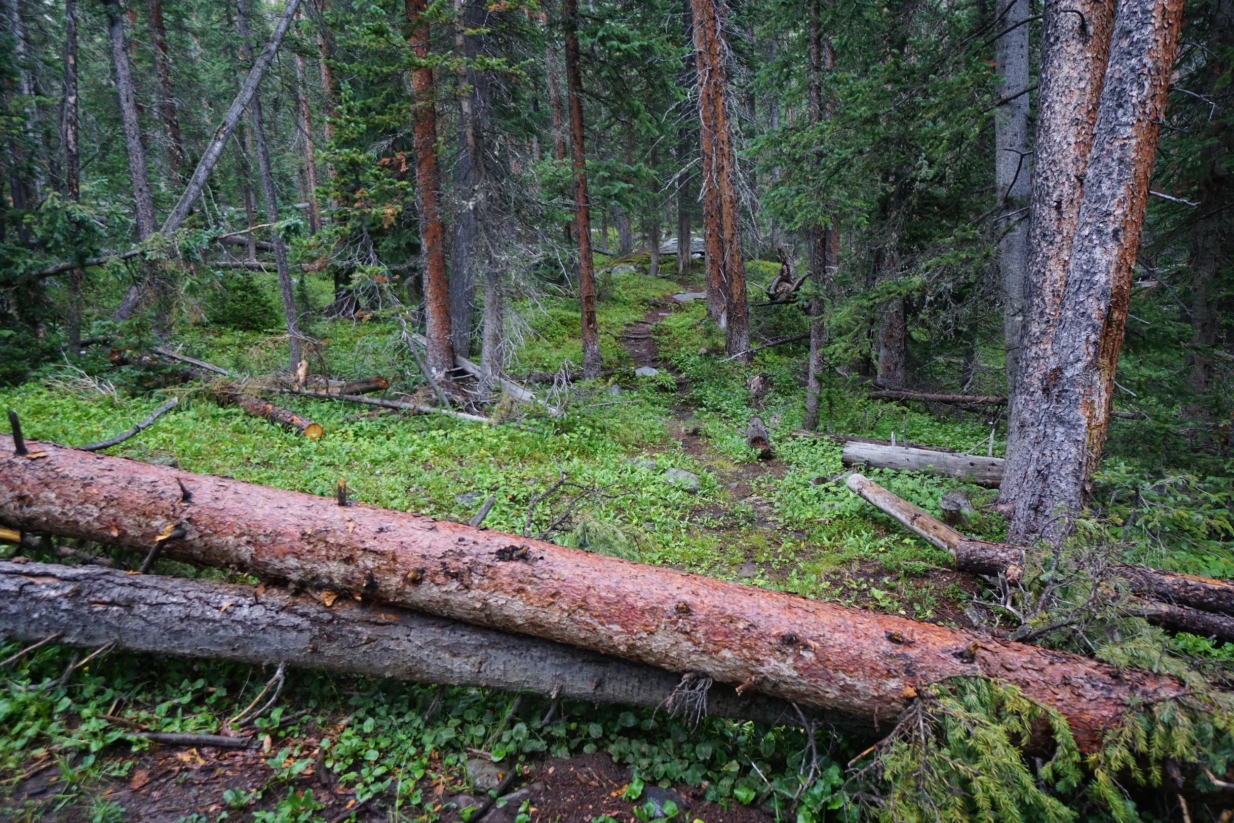 LamphierLakesDSC03707.JPG