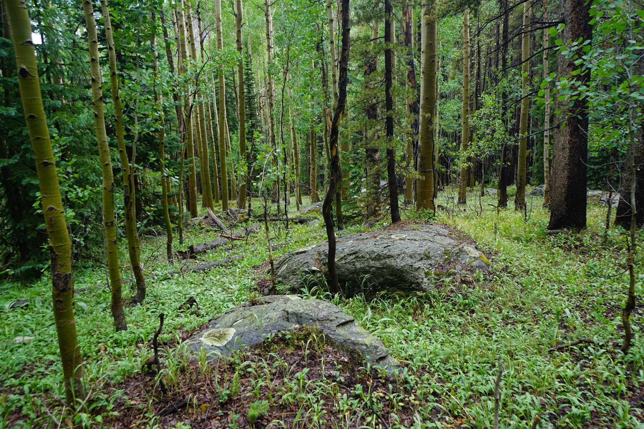 LamphierLakesDSC03837-2.jpg