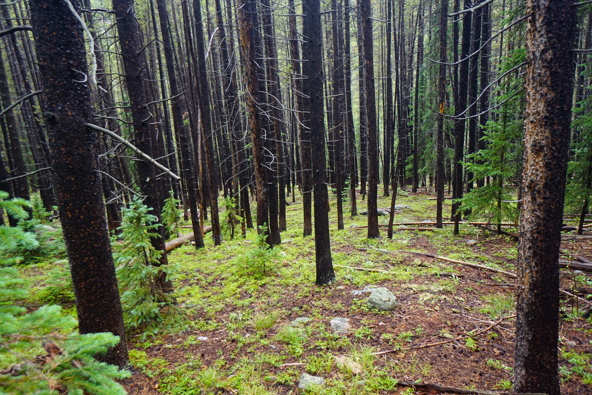 LamphierLakesDSC03835-2.jpg