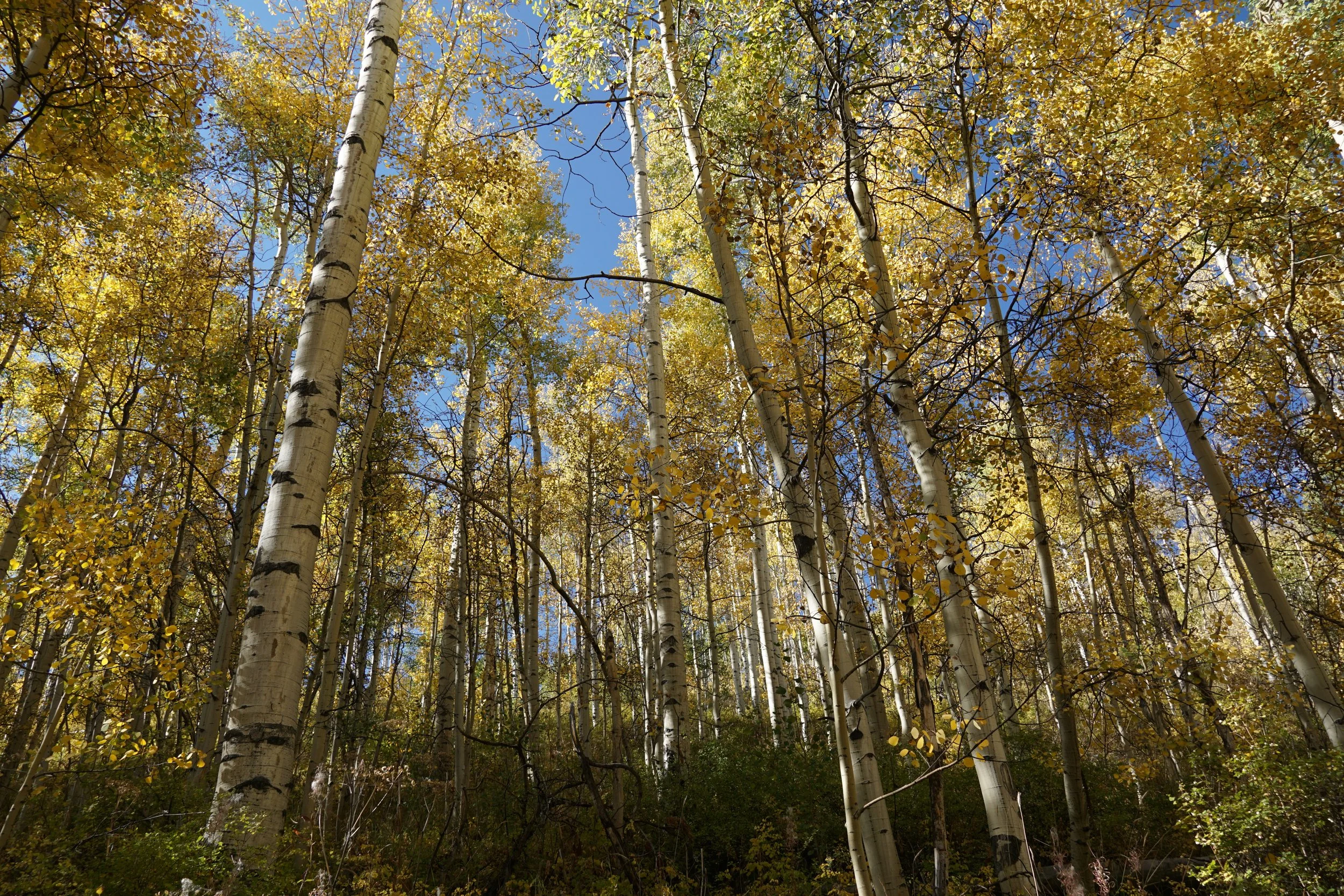 Eagle LakeDSC06609.JPG