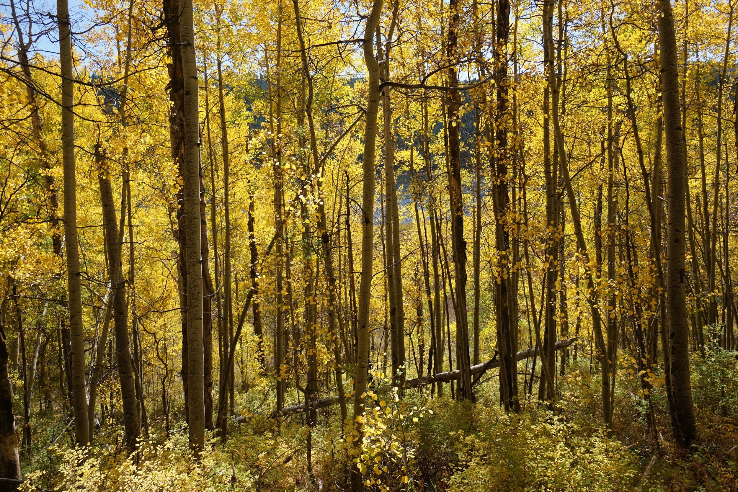 Eagle LakeDSC06999.JPG