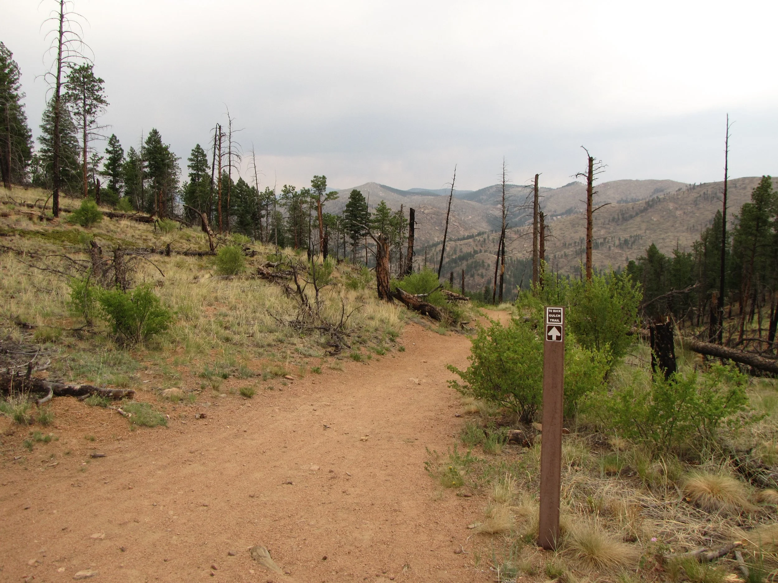 BuckGulchIMG_6911.JPG
