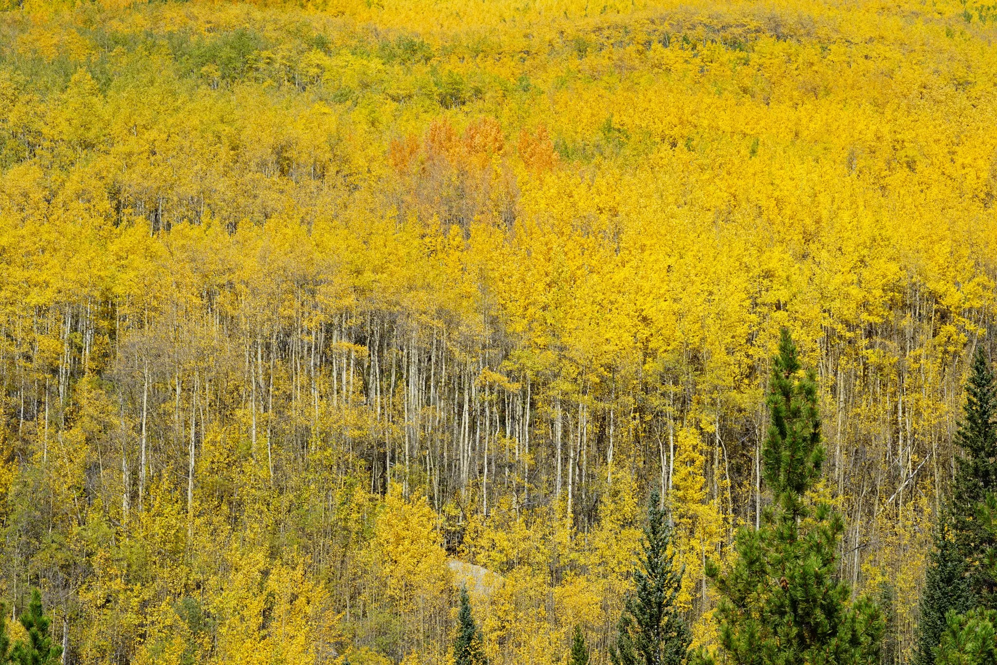 AbyssTrailDSC04847-2.jpg