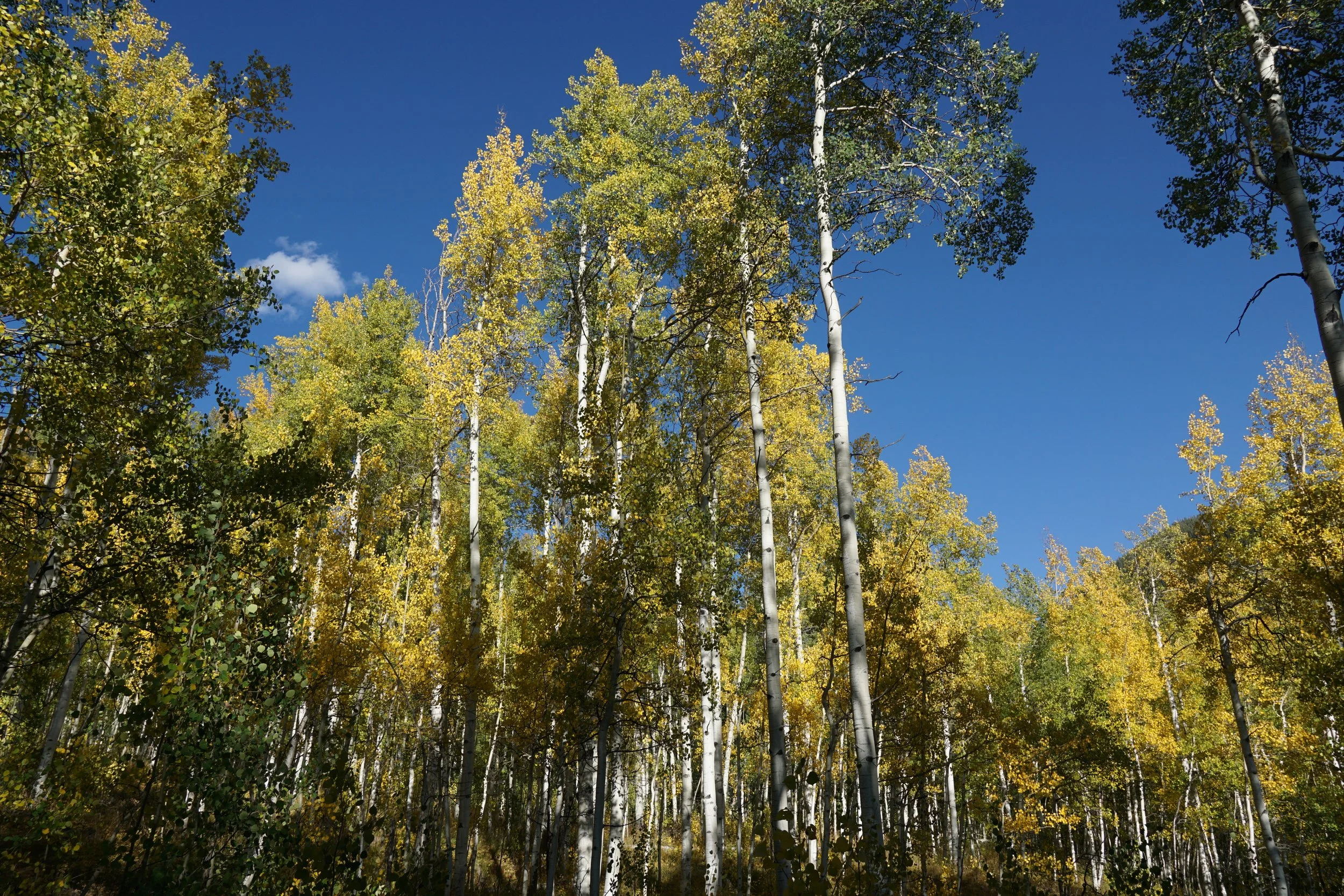 Eagle LakeDSC06681.JPG
