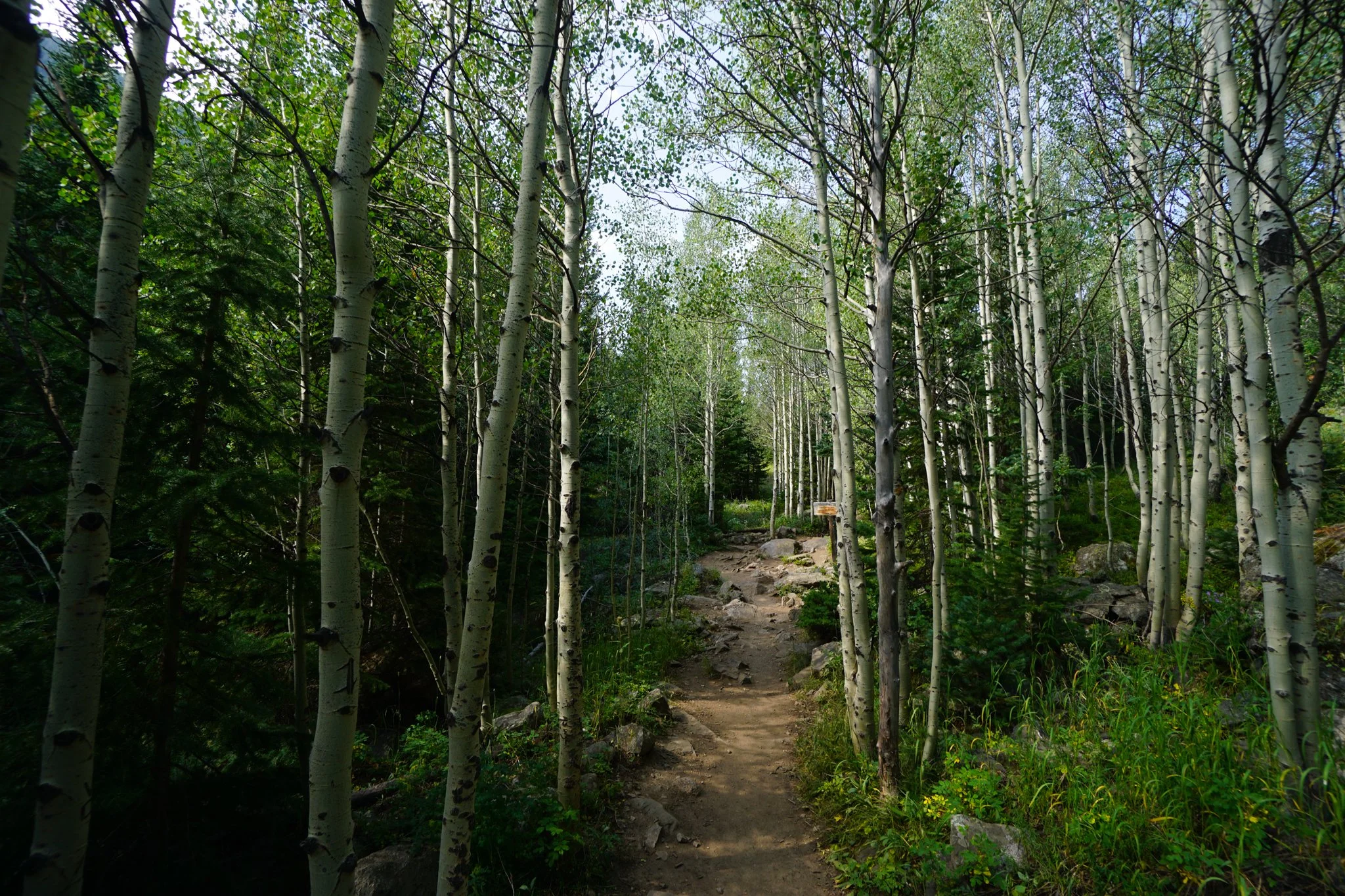 HeartLakeDSC03914-2.jpg