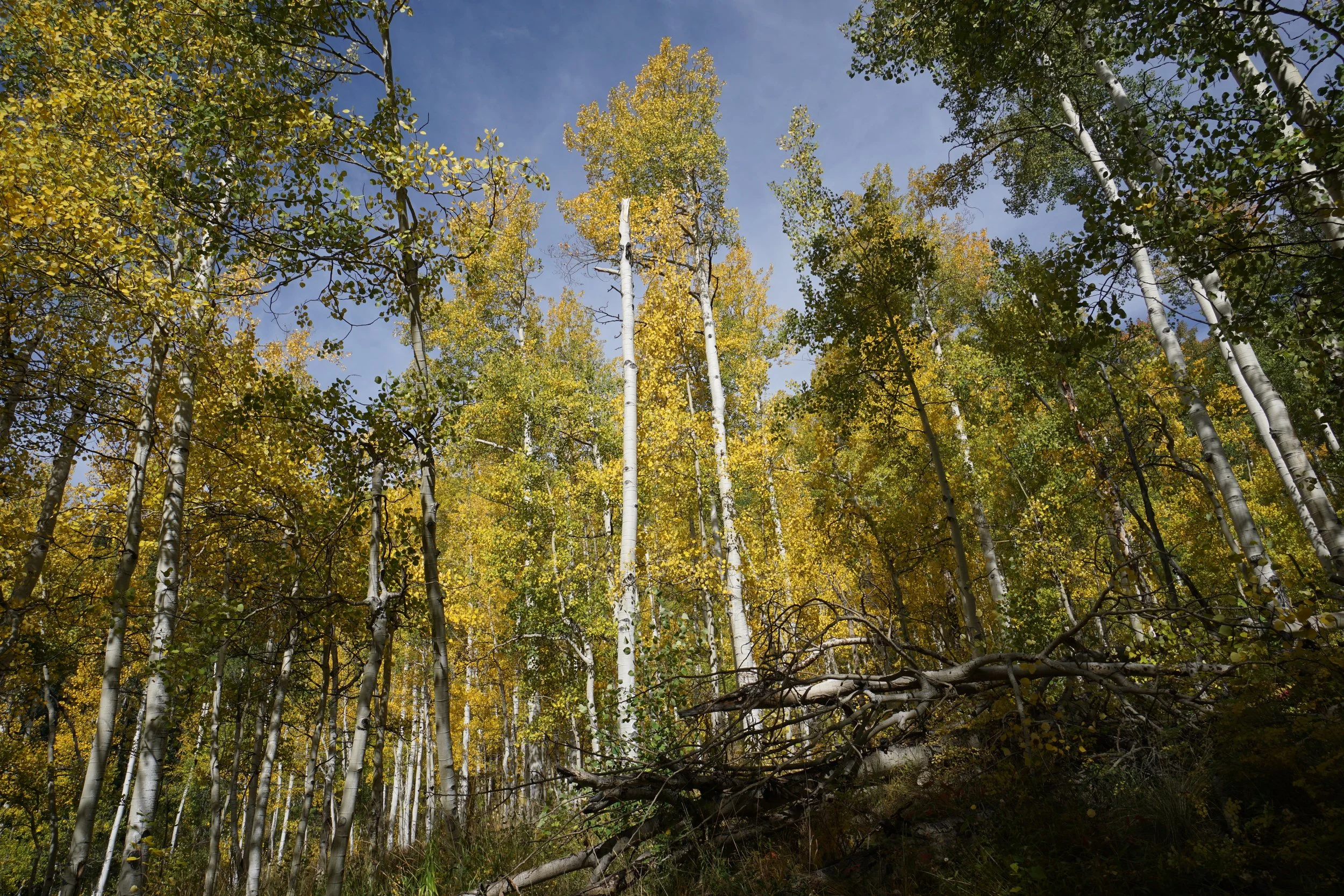Eagle LakeDSC06946.JPG