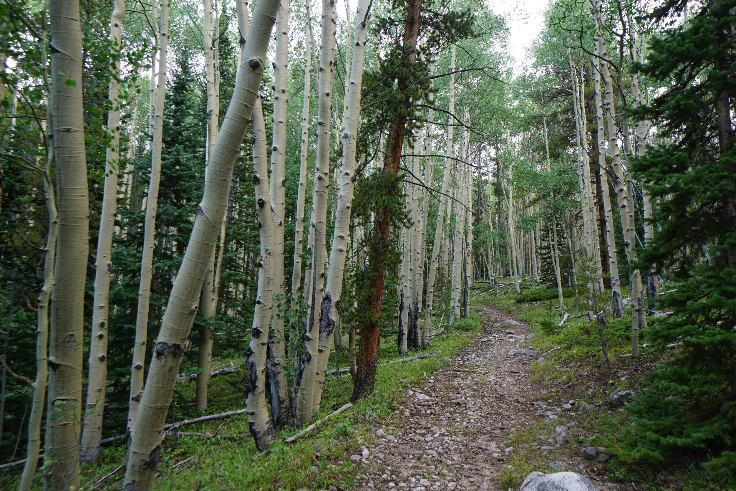 LamphierLakesDSC03689.JPG