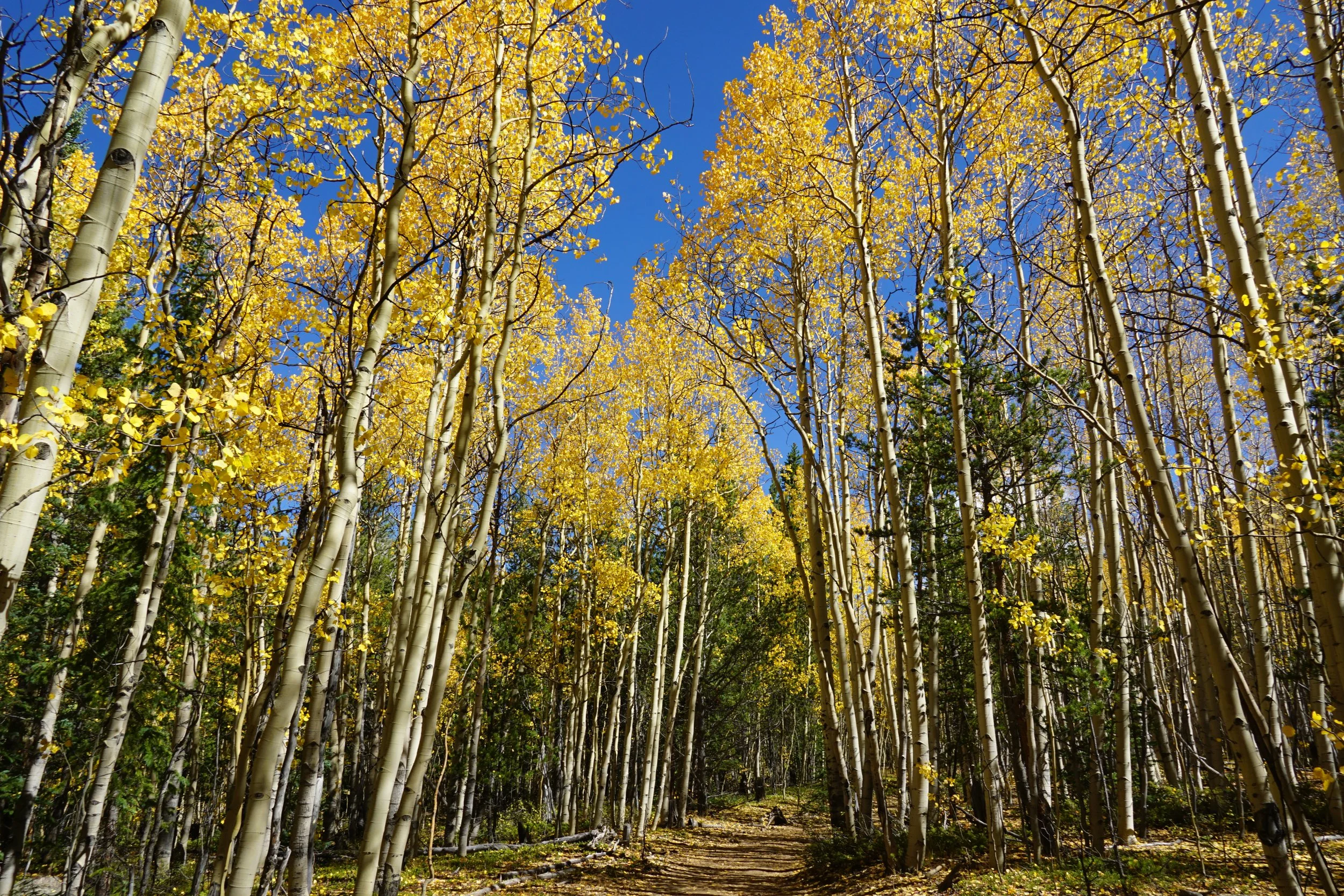 AbyssTrailDSC04841.JPG