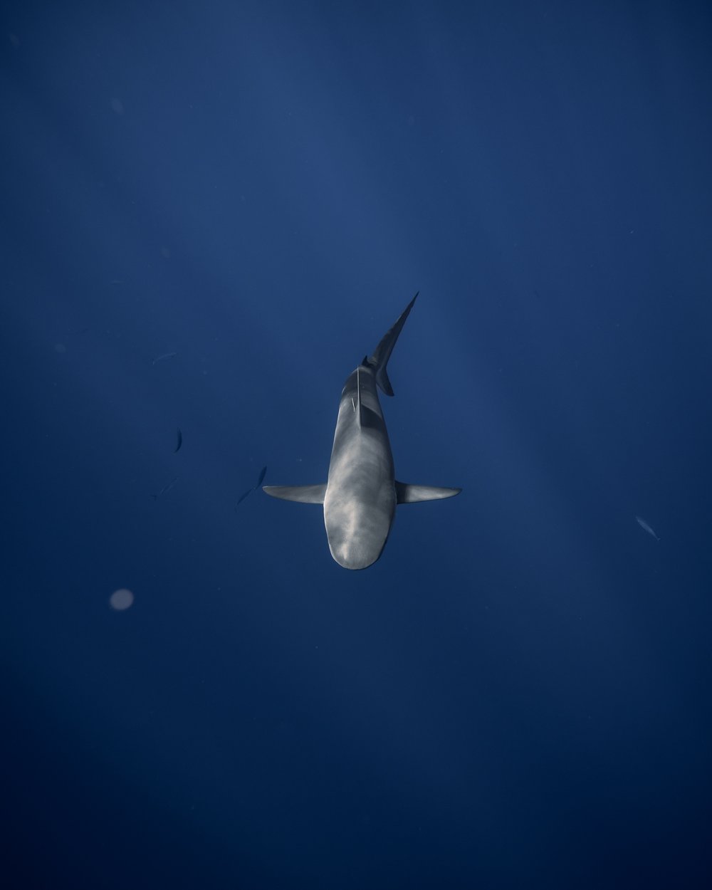 Galapagos Shark