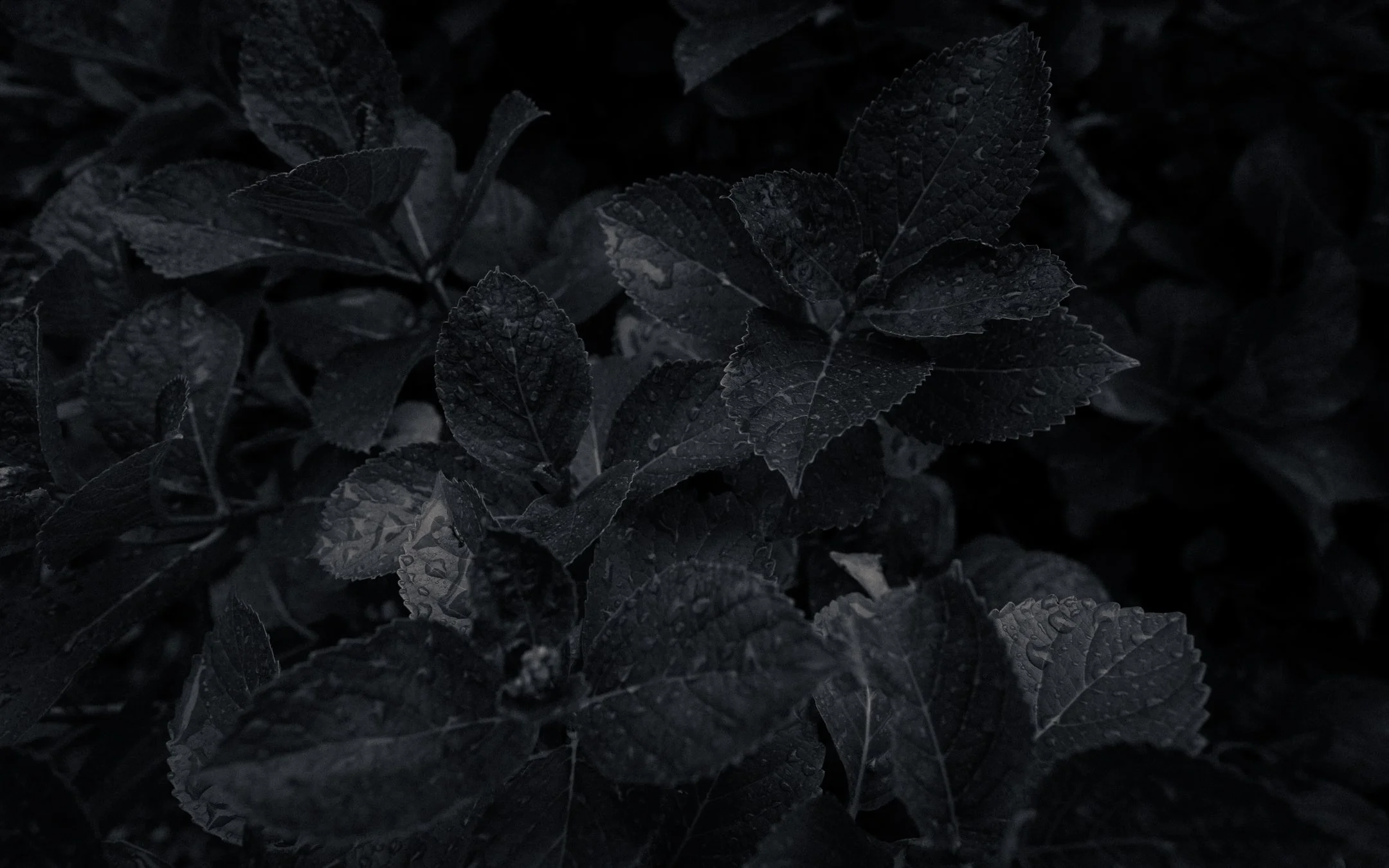 DSCF6207-2.jpg