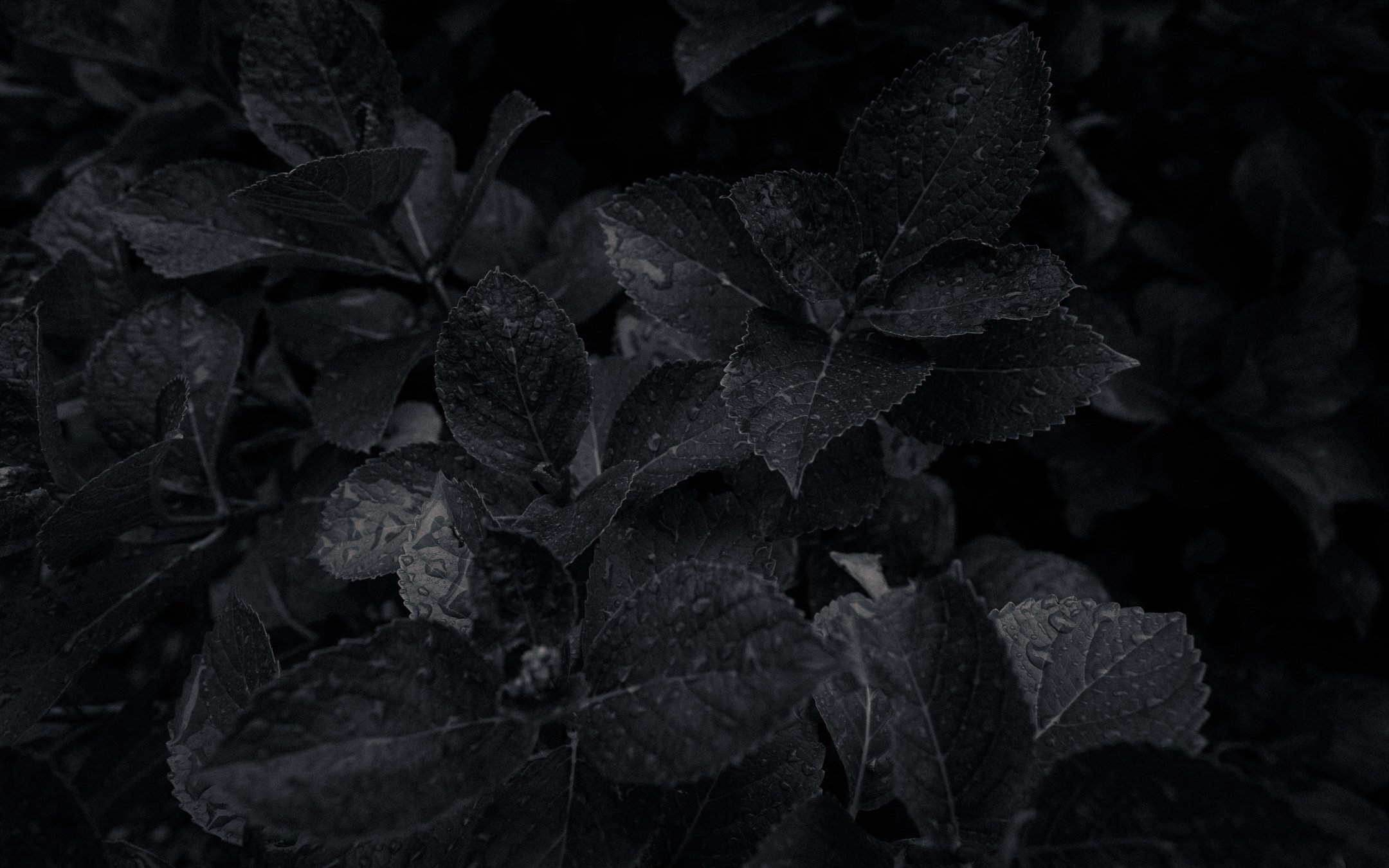 DSCF6207-2.jpg