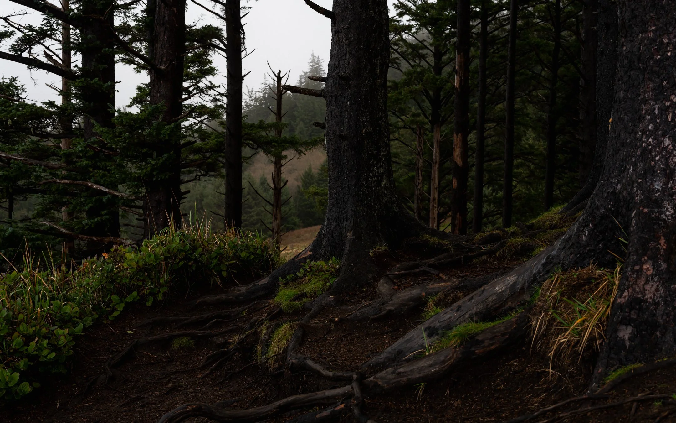 DSCF7174.jpg