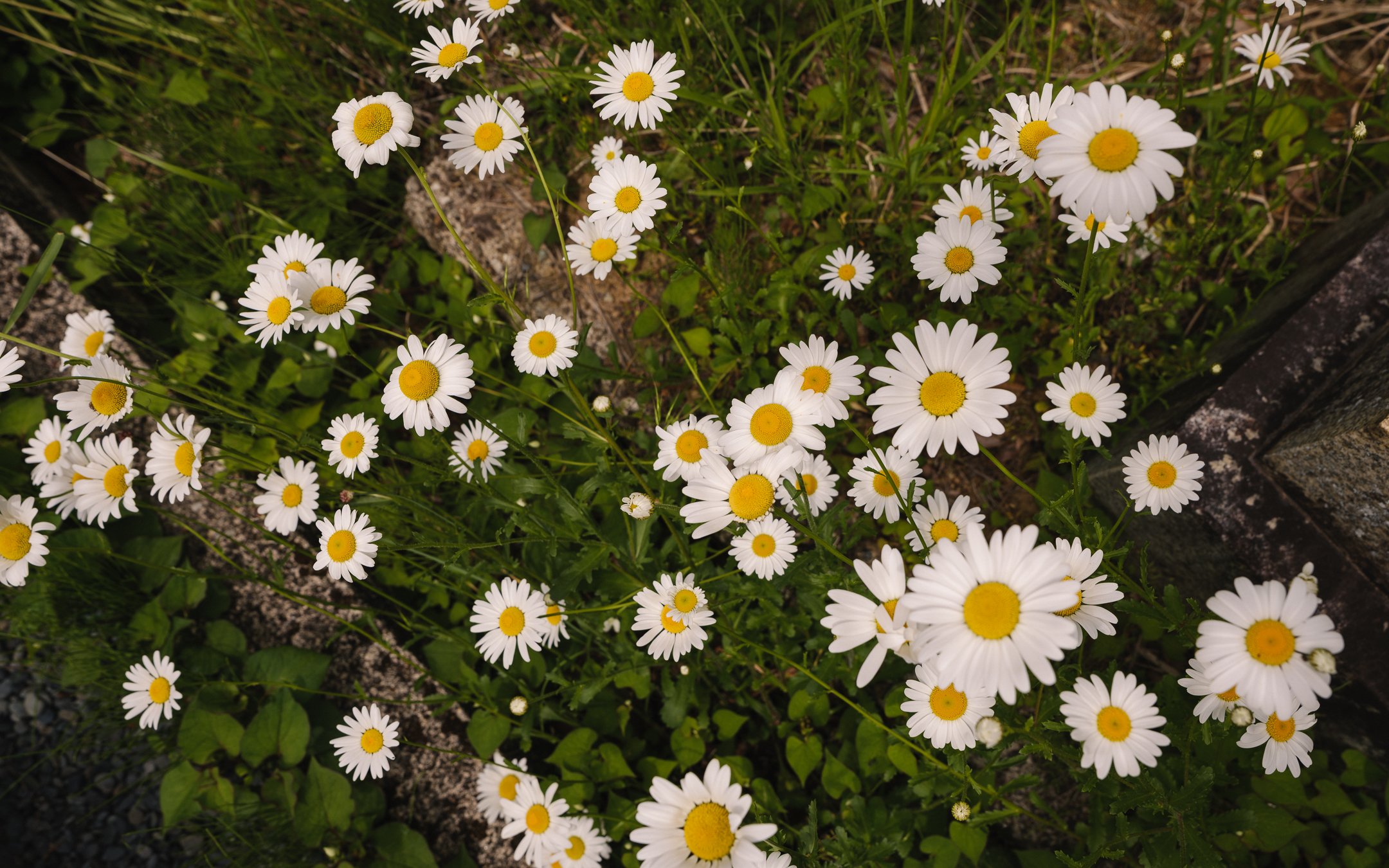 DSCF0486.jpg