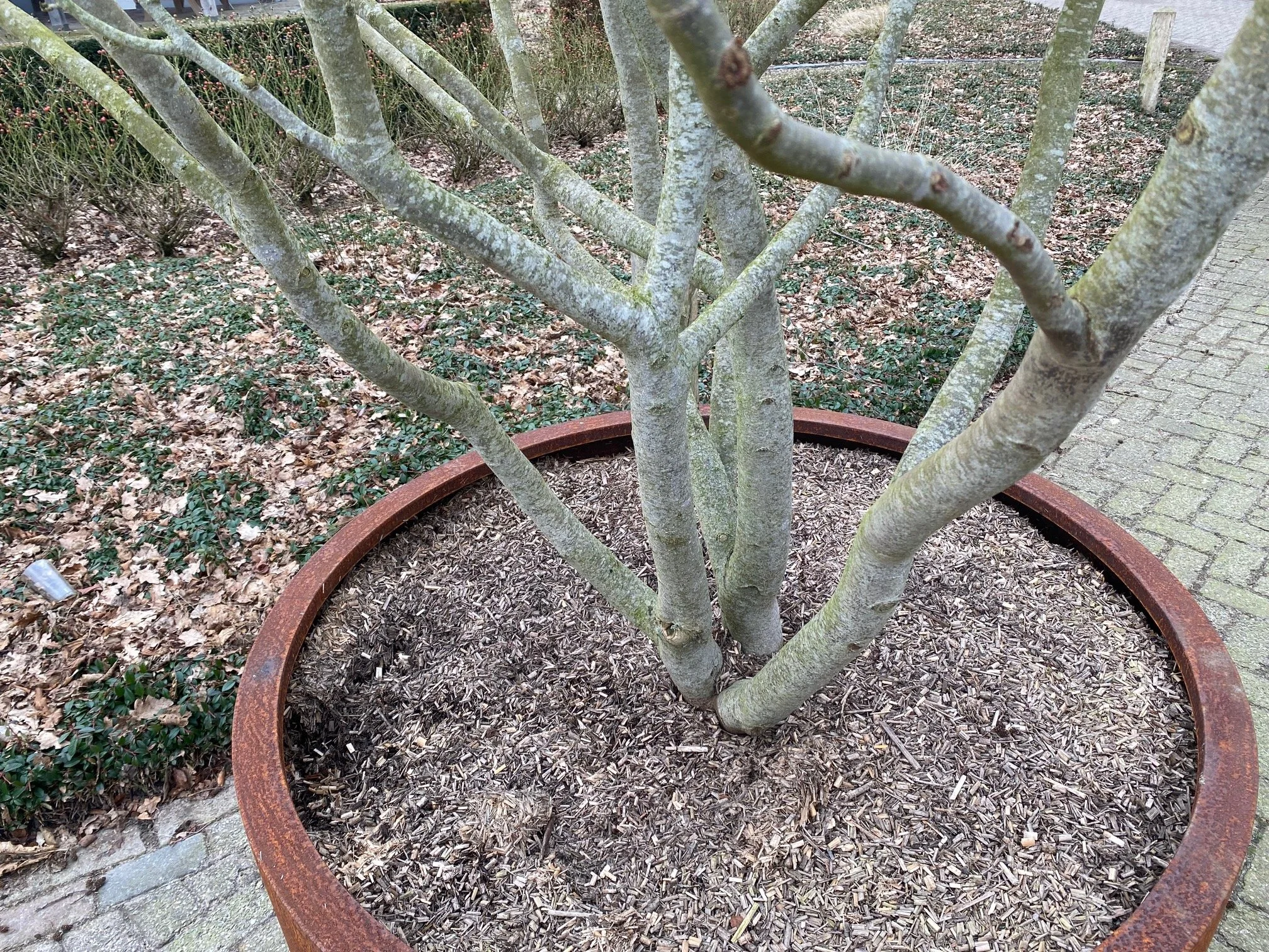 parrotia.jpg
