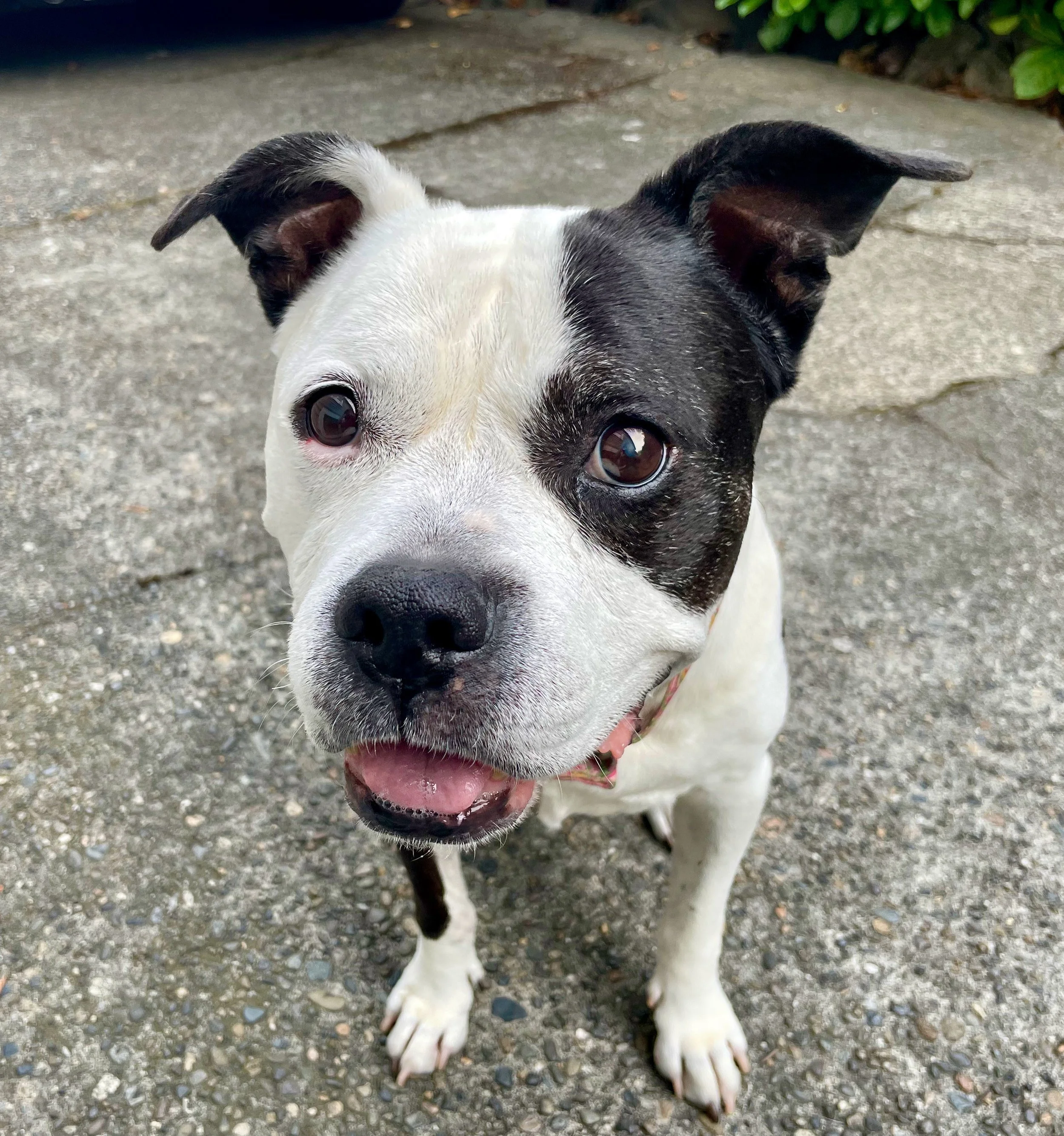 Canine Rehab gait - 1.jpeg