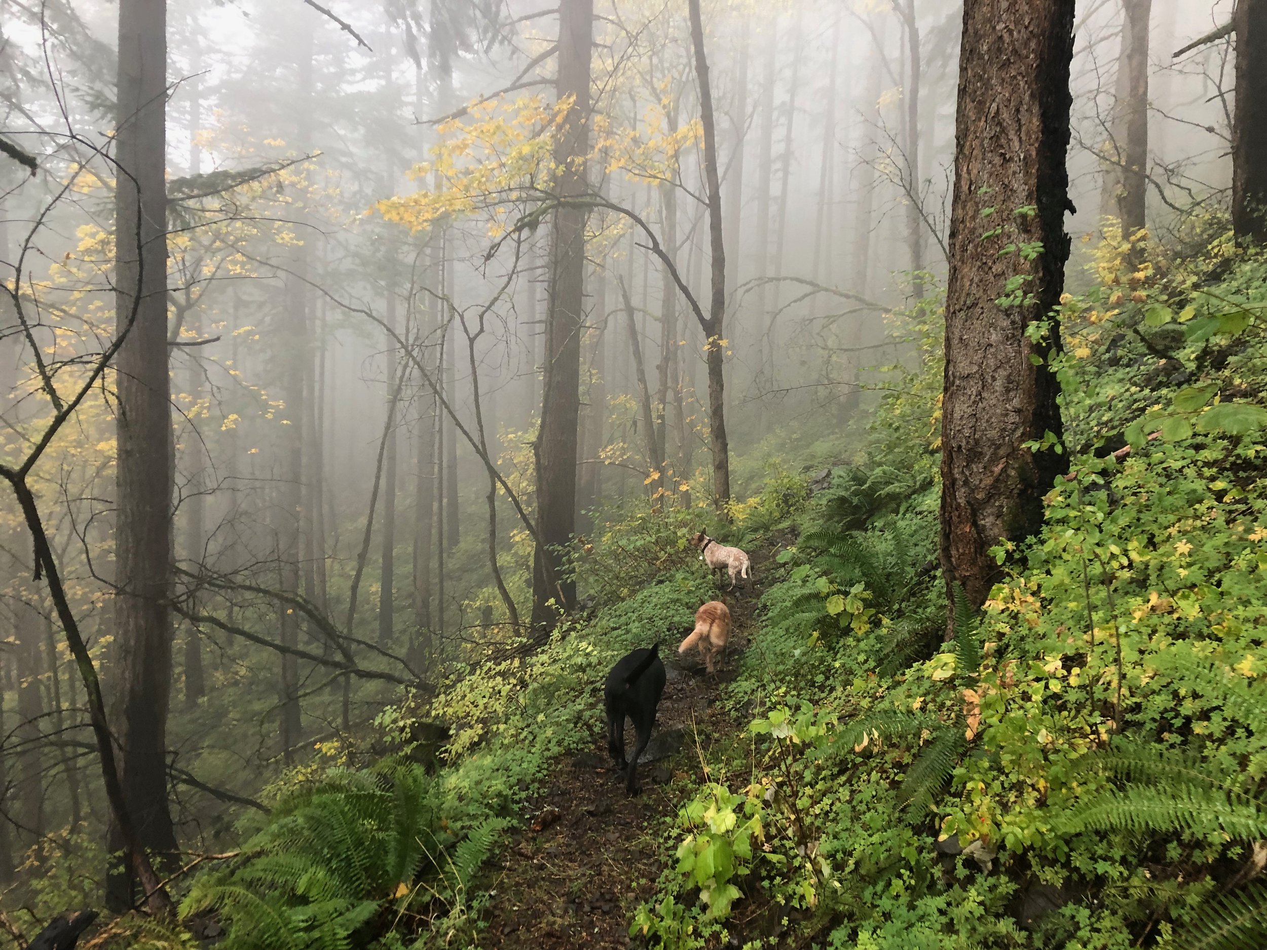 Paws Align Canine Rehab - Dog Physical Therapy in Seattle