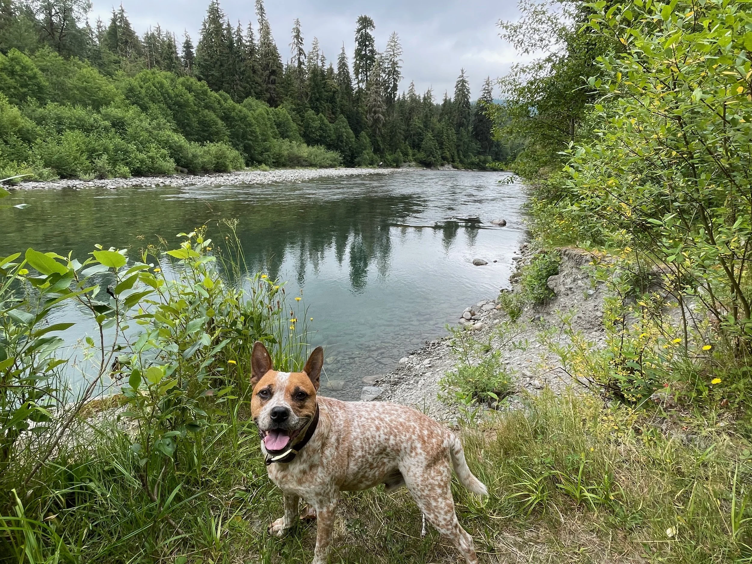 Meet Lauren, Certified Dog Physical Therapist — Paws Align Canine Rehab